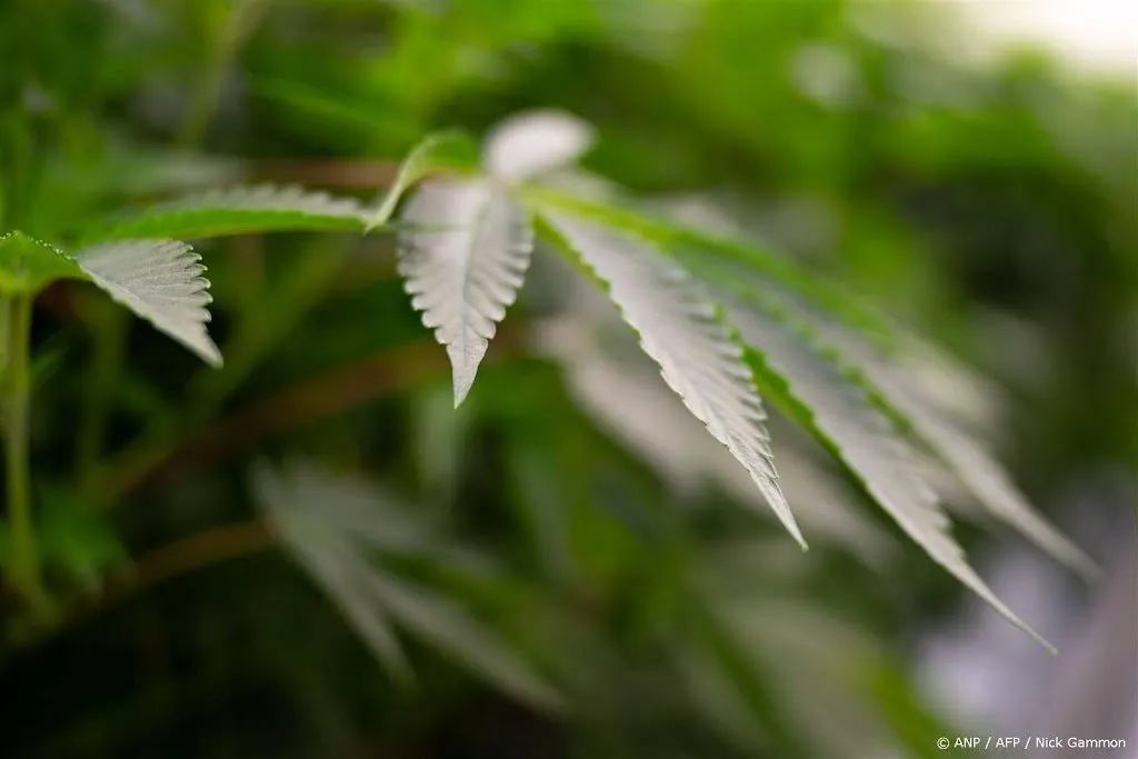 duitse coalitiepartners eens over legalisering cannabis1706879357