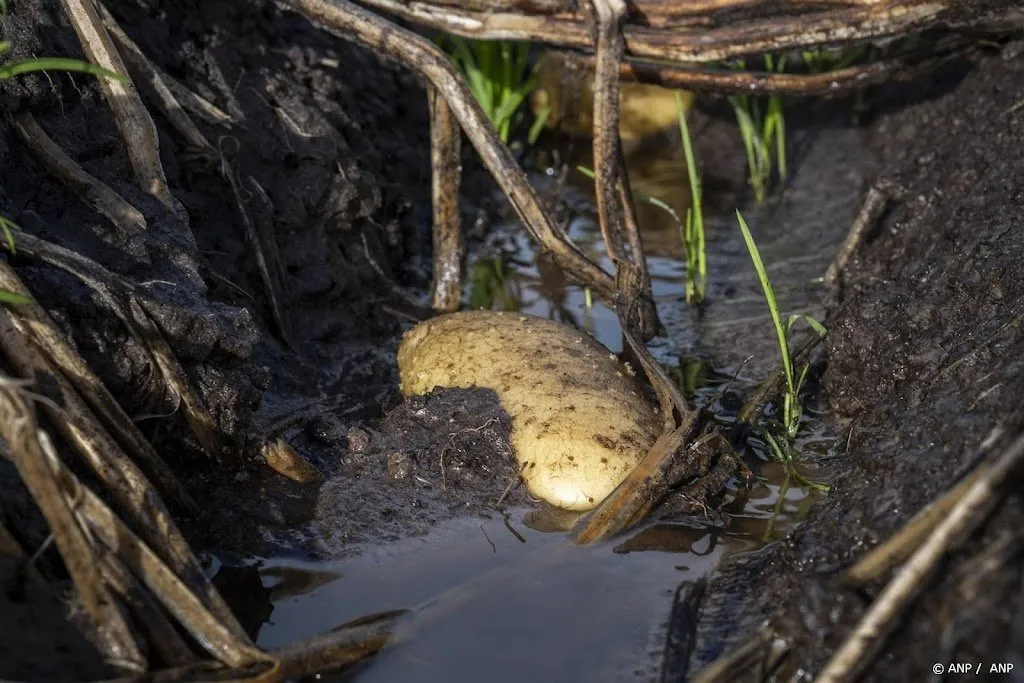 Wateroverlast bedreigt oogst suikerbieten en aardappelen