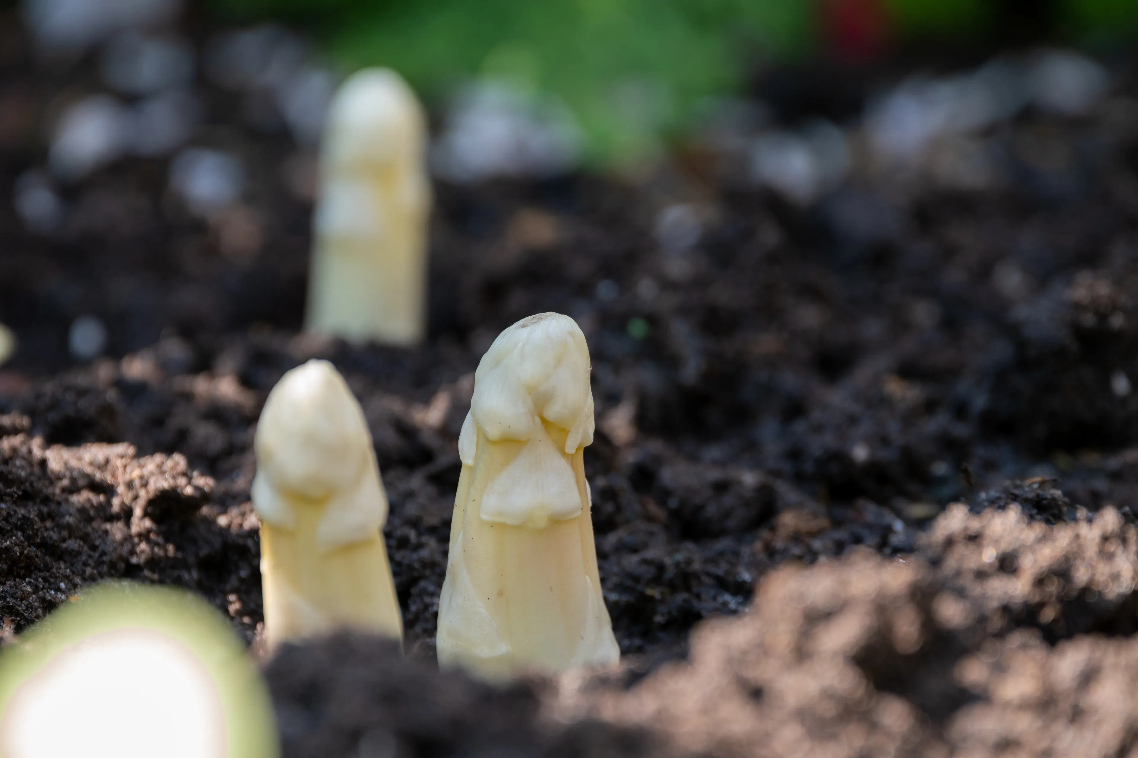 13 maart en er zijn al asperges