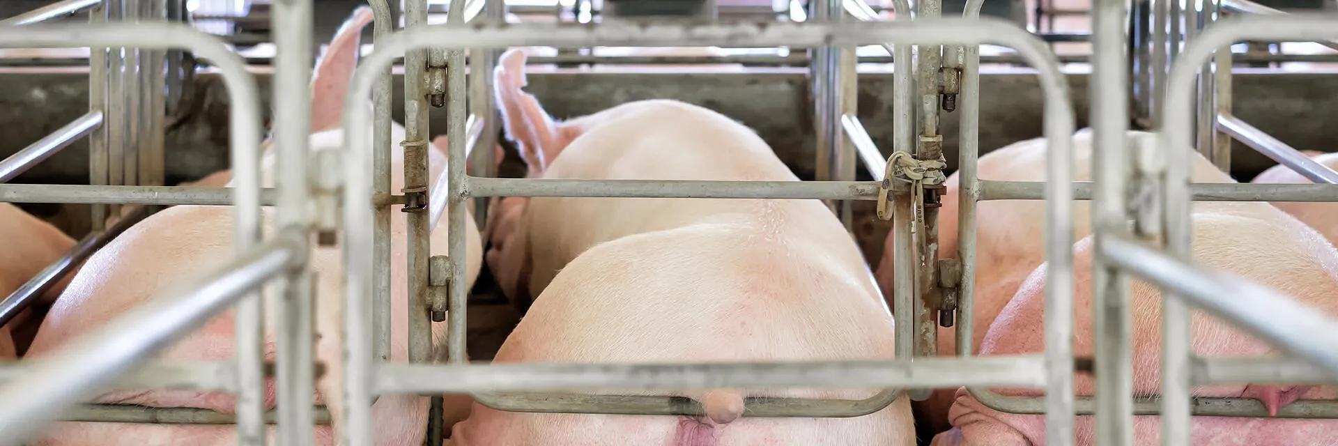 Schokkende beelden uit Brabantse varkensstallen: smerige hokken met zieke dieren