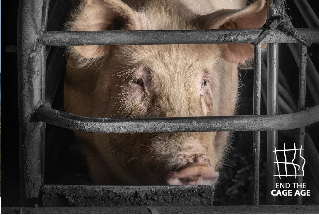 Rechtszaak: verbied dieren in kooien