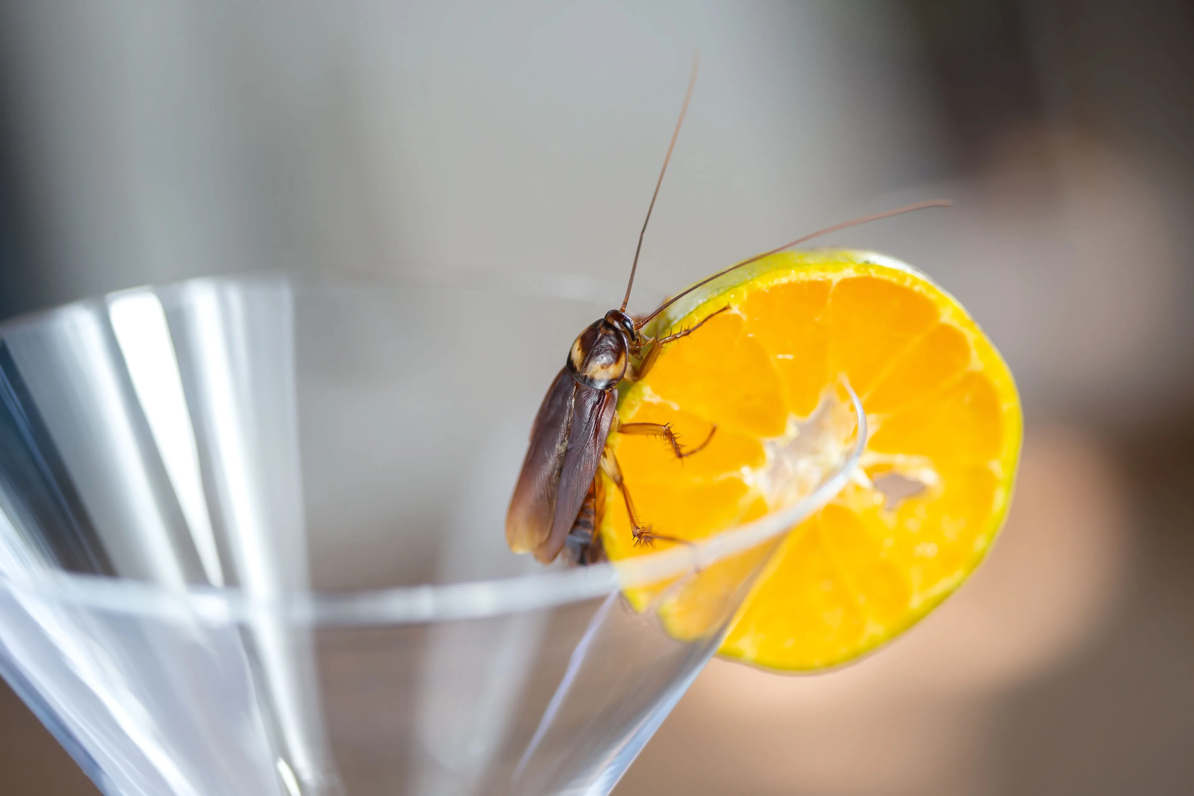 Weg met die wespen: met deze tips kun je ongestoord genieten op het terras