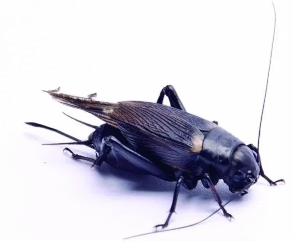 Veldkrekel gekozen tot insect van het jaar