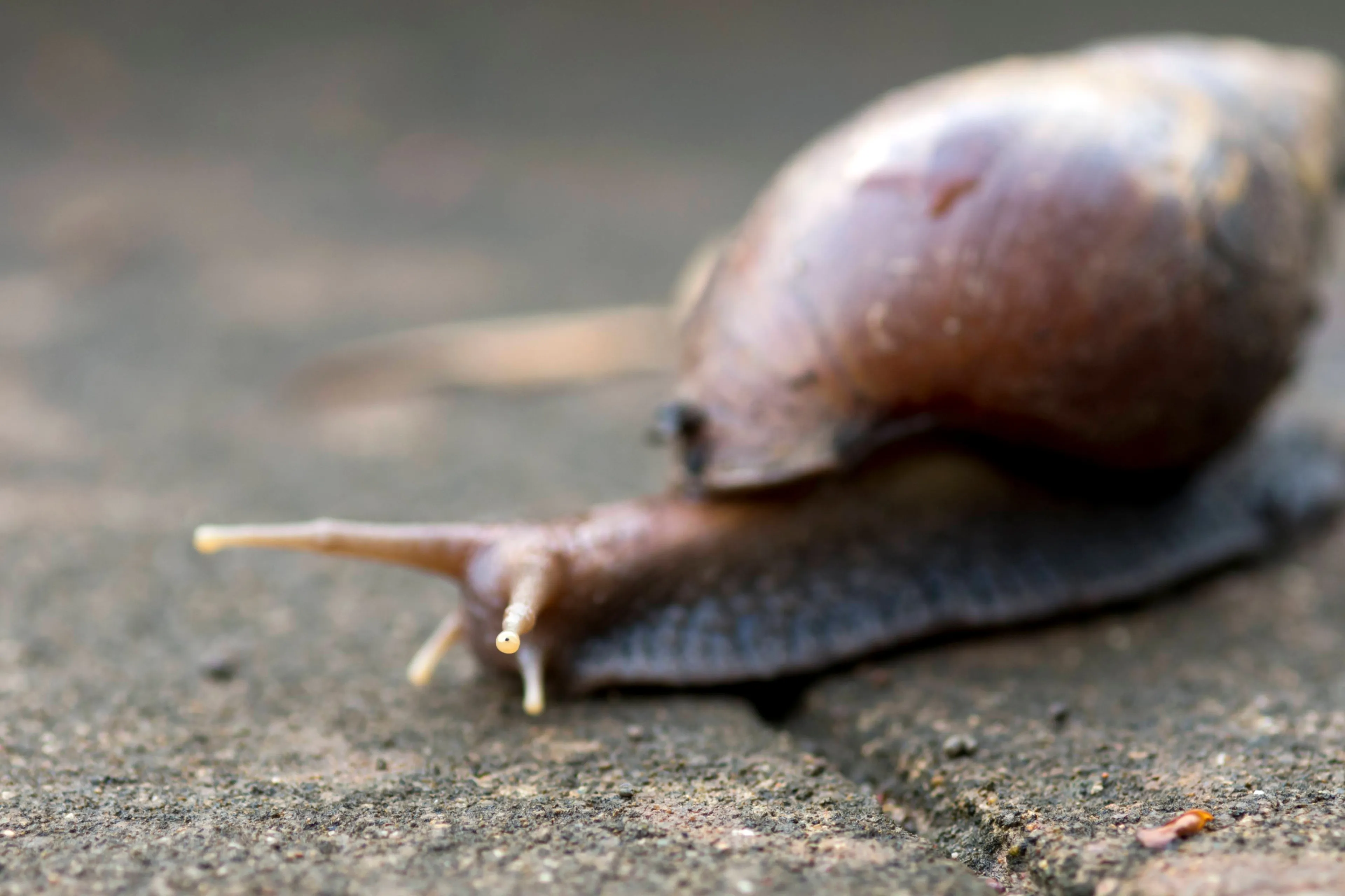 Zeven tips om slakken uit je tuin te houden