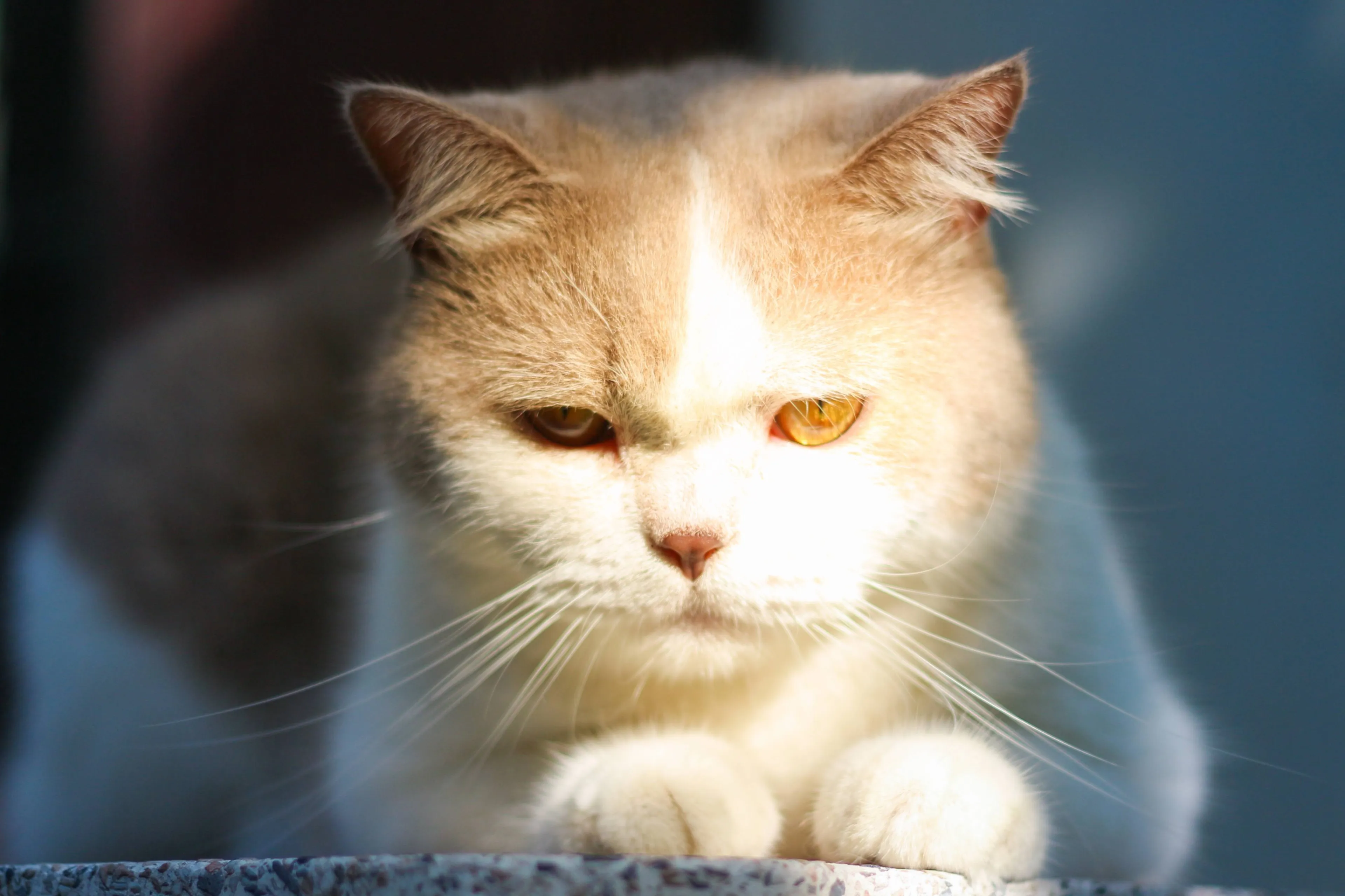 9 dingen  die katten heel vervelend vinden