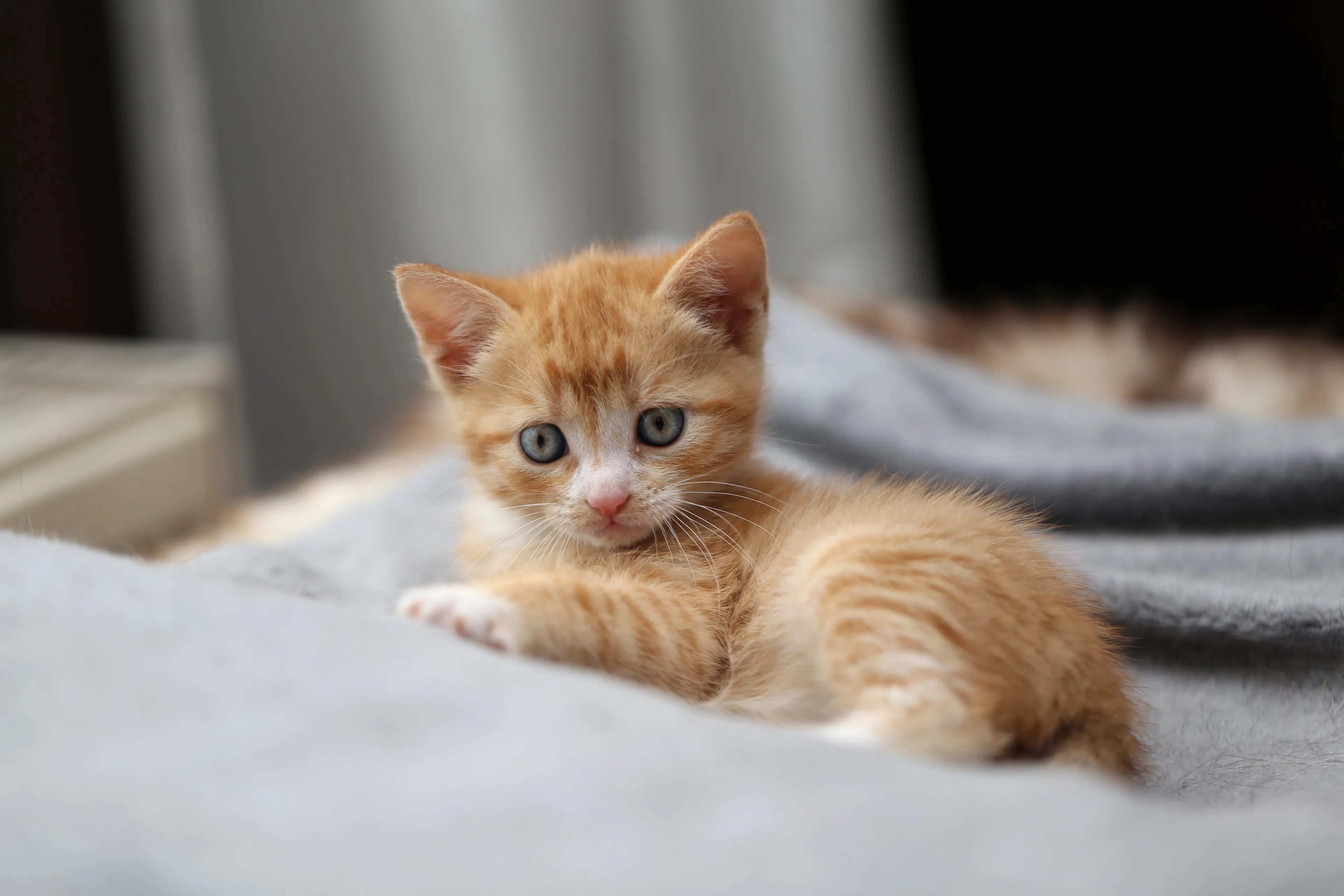 Hagenaar doodt kittens voor de lol
