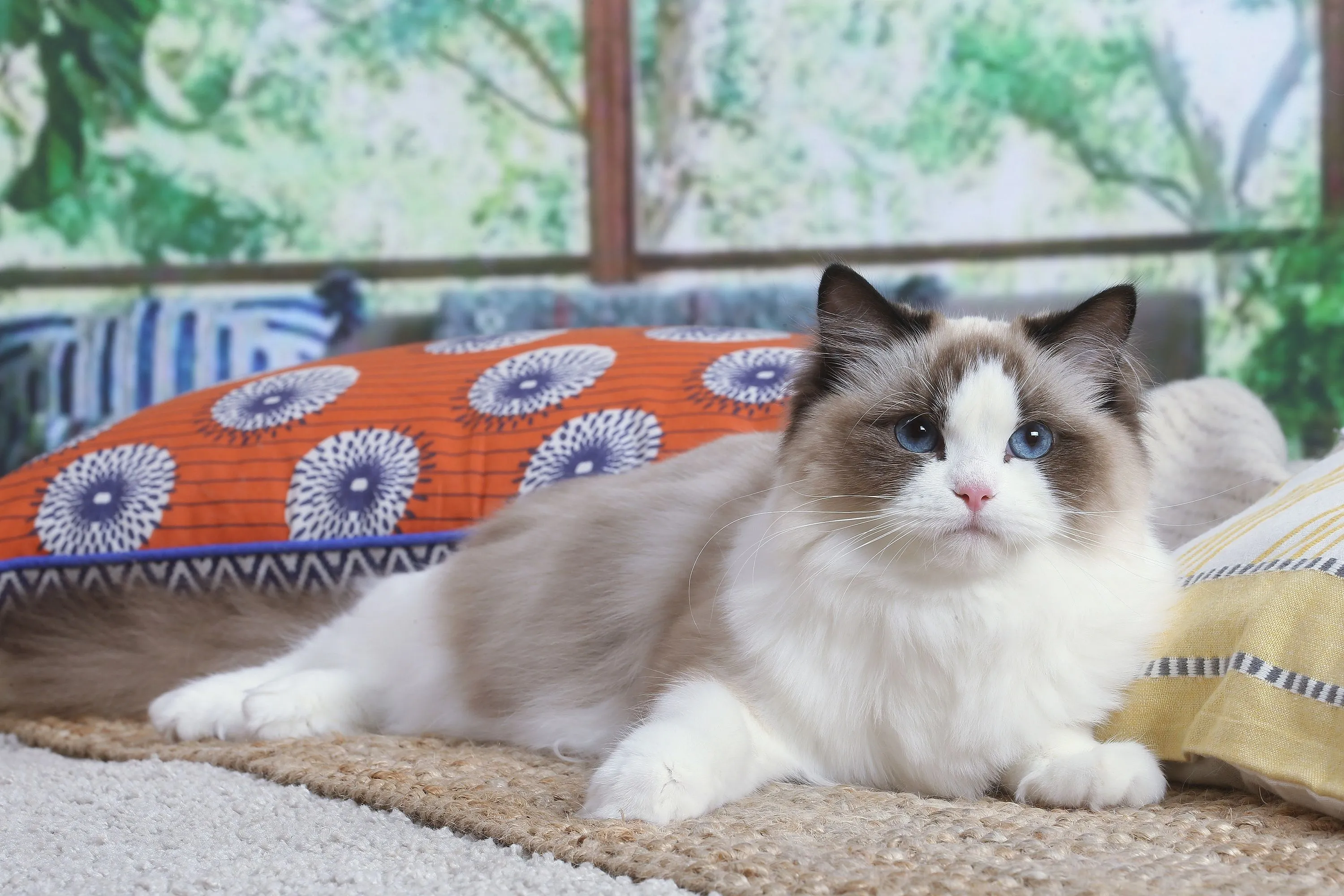 Stinkende kattenbak? Zo kom je ervan af