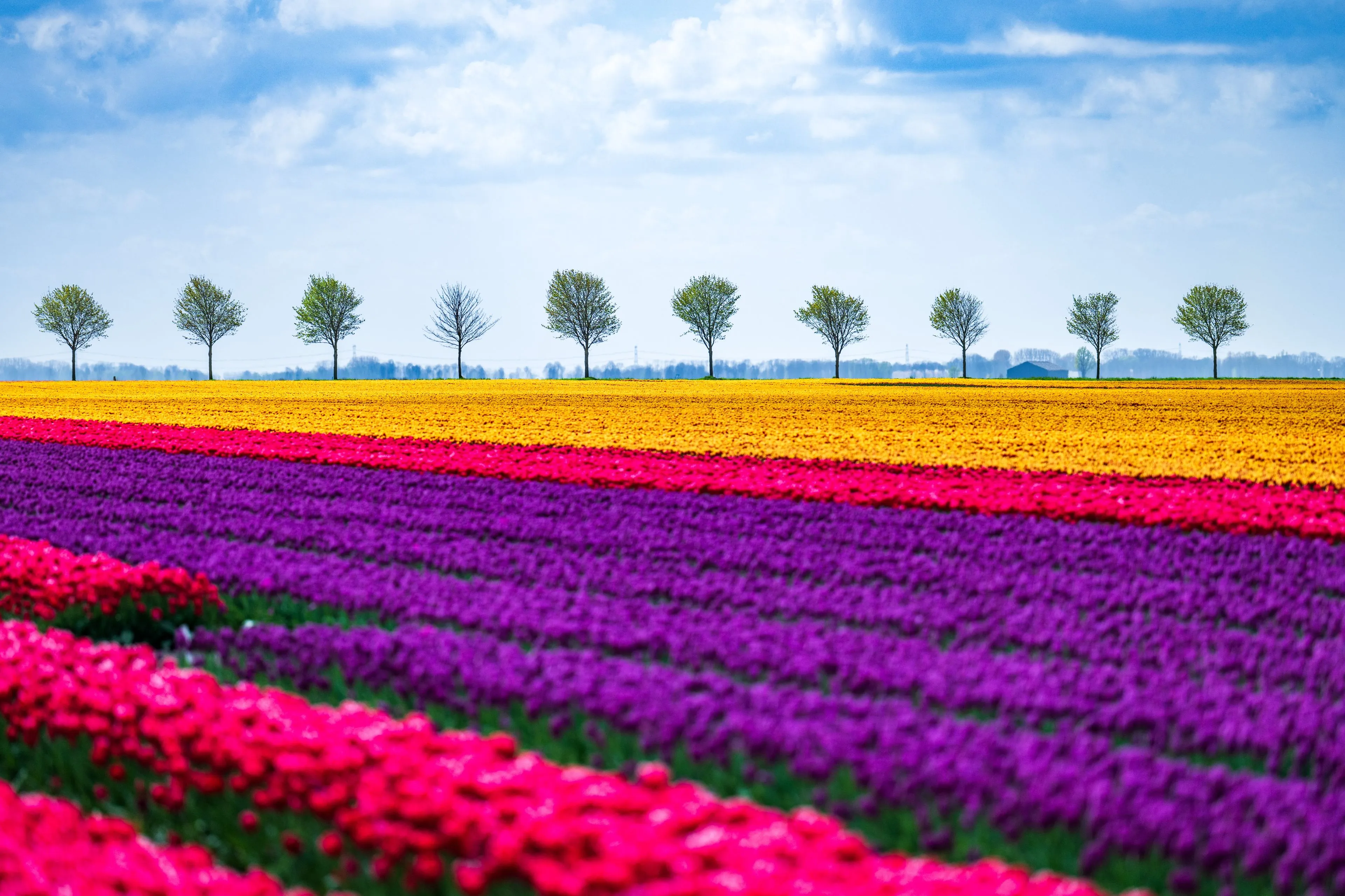 Geen zin in de drukte van de Keukenhof? Ga dan naar de prachtige bollenvelden in Groningen