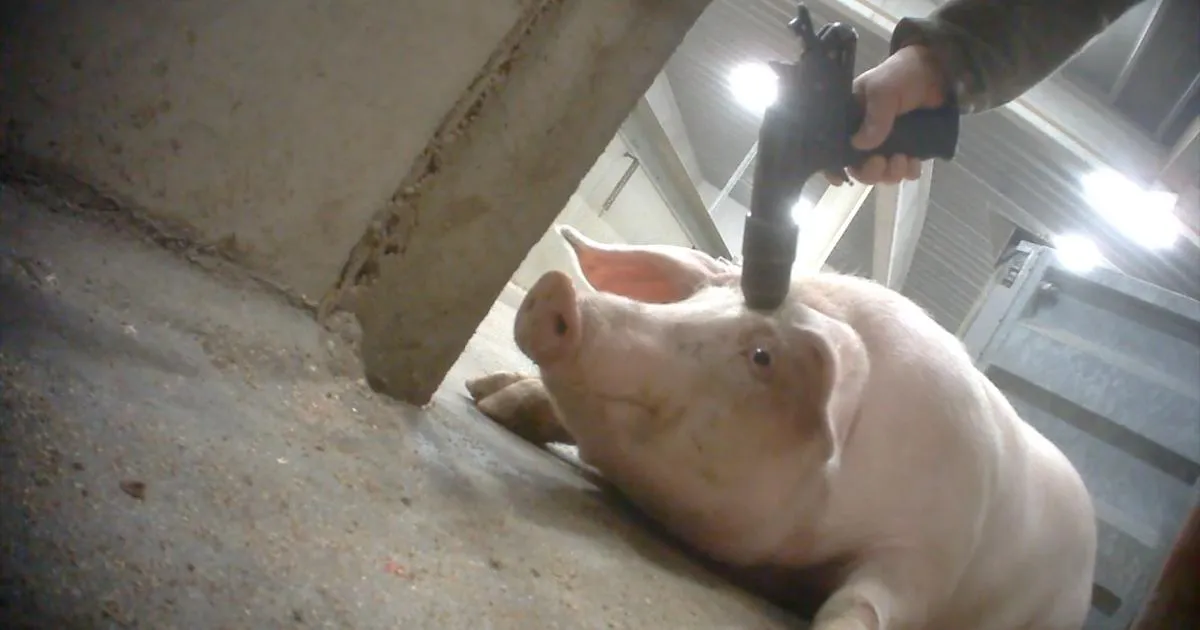 NVWA klaar met Brabants slachthuis na talrijke misstanden en dierenmishandeling