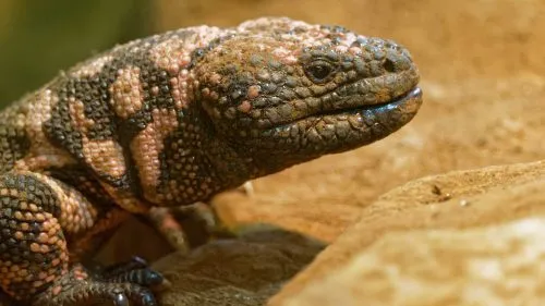 Hoe het gilamonster hielp obesitas te bestrijden