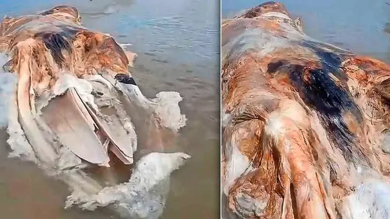 Enorme 'globster' aangespoeld op Maleisisch strand. Wat is dit voor mysterieus zeemonster?