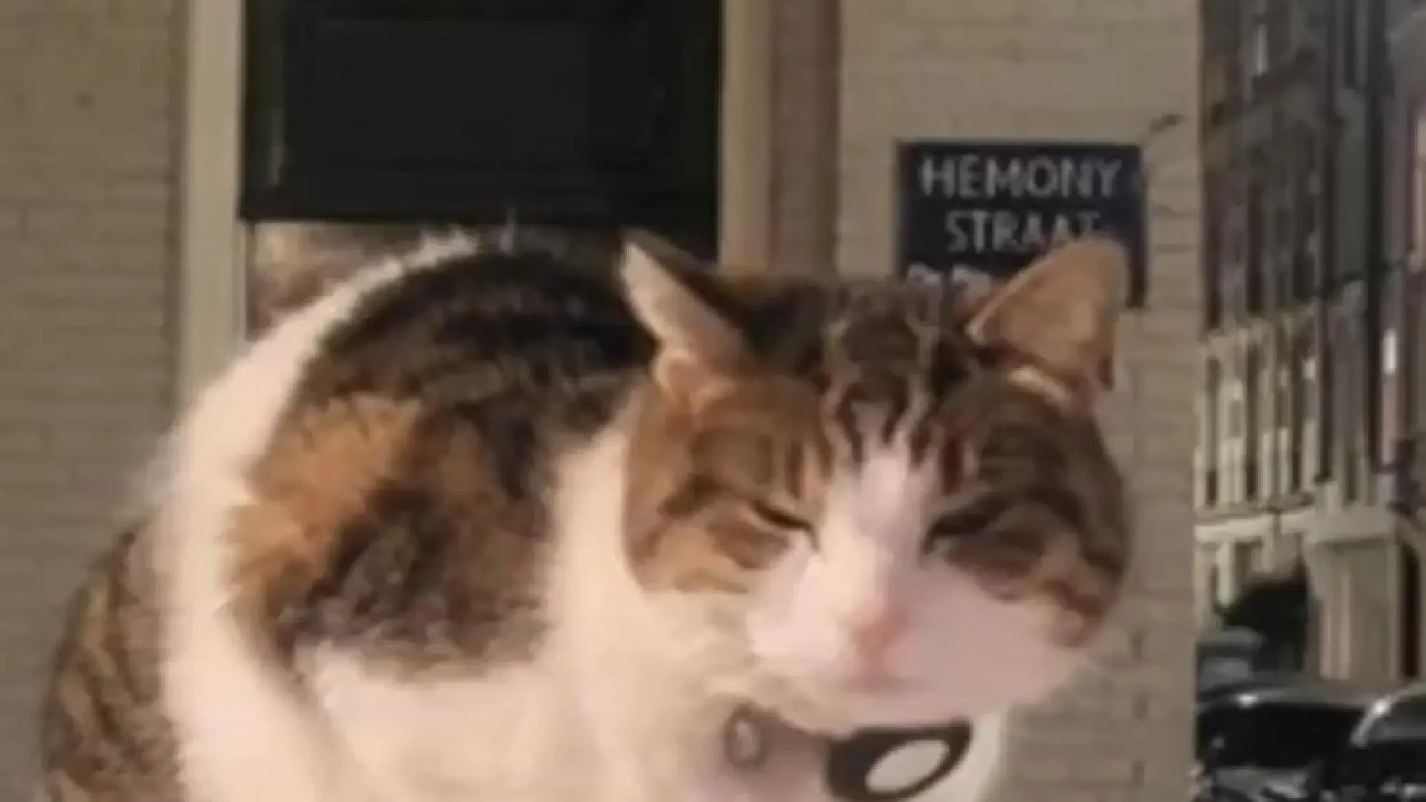Kat Miesje bruut doodgeslagen op straat, politie toont beelden van dader