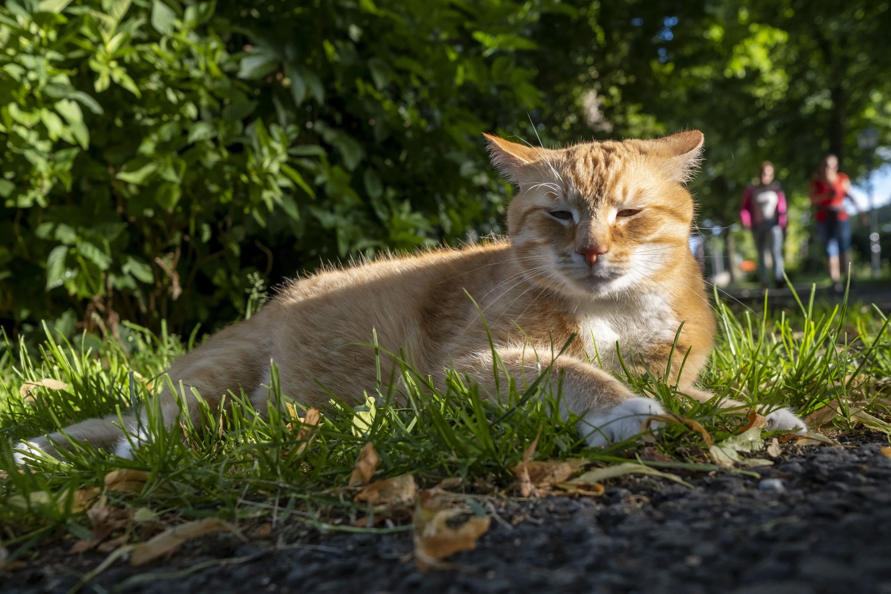 Dit moet je doen als je kat of hond wordt gestoken door een bij of wesp