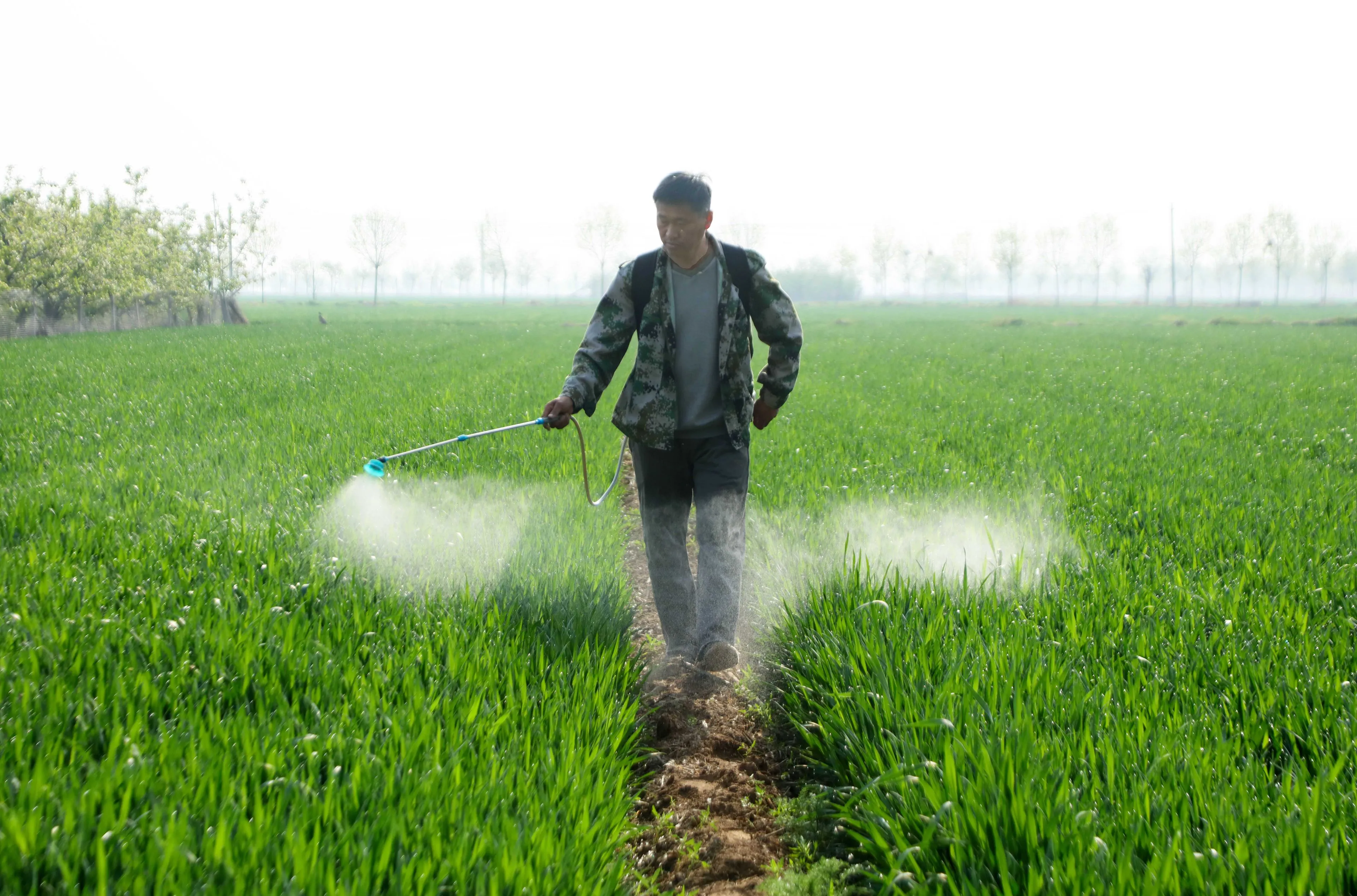 Nieuwe lijmachtige spray doodt ongedierte op gewassen: hét duurzame alternatief voor pesticiden?