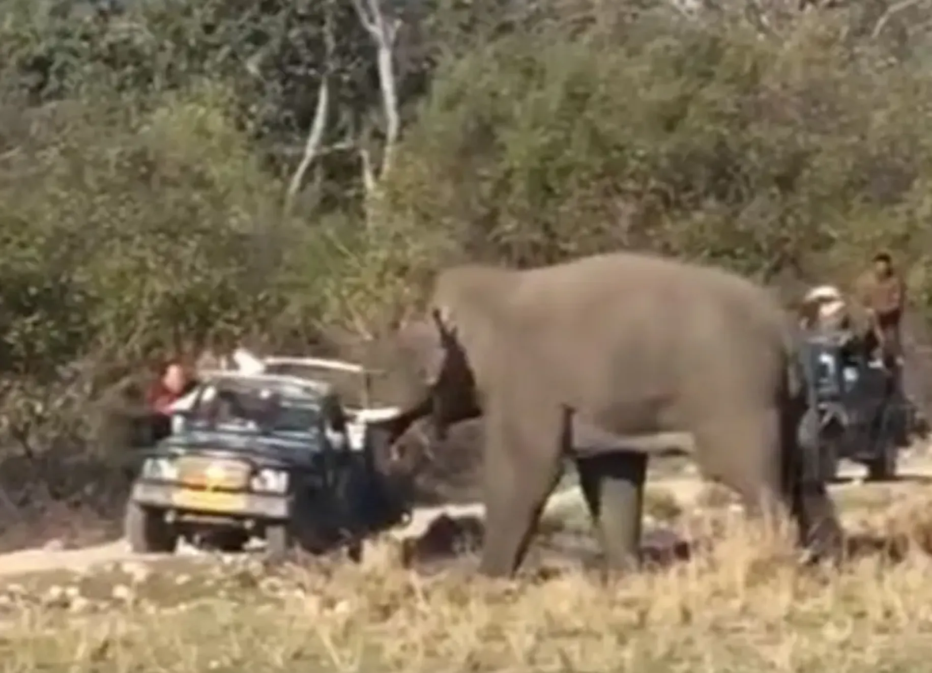 Video: Razende olifant heeft genoeg van safari-toeristen