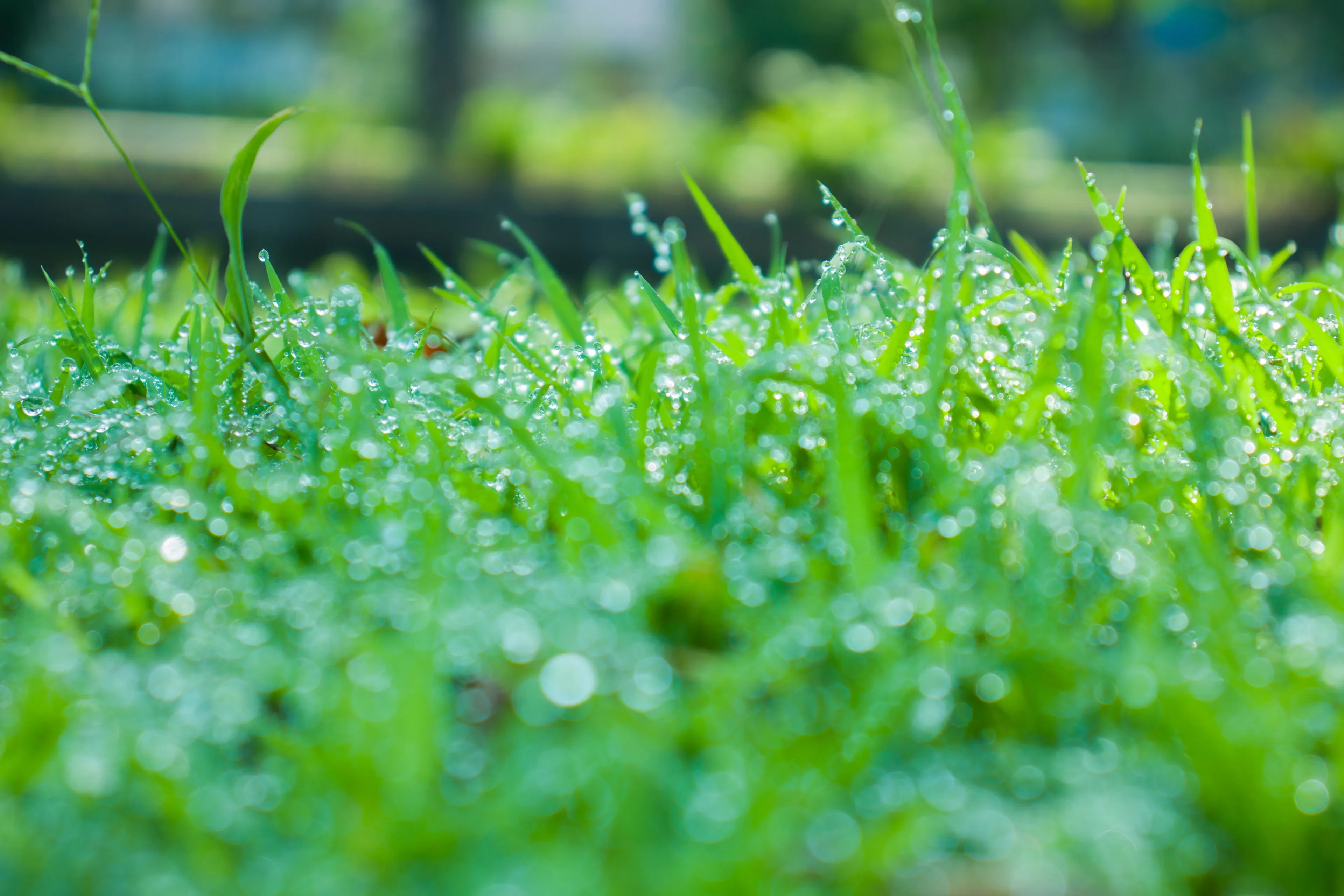 5 tips voor je tuin na dit kletsnatte voorjaar