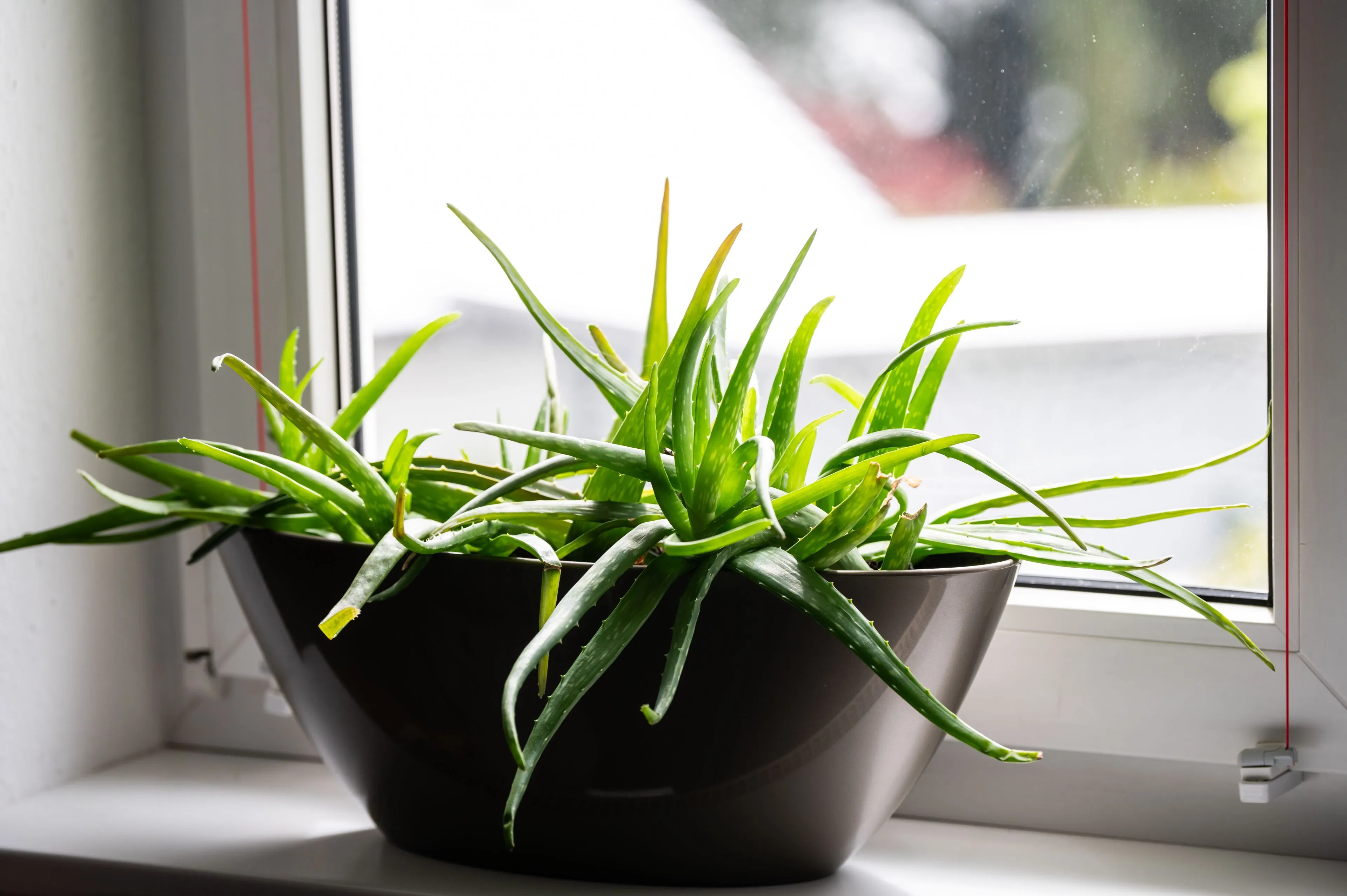 Snikheet in huis? Deze planten koelen je kamer