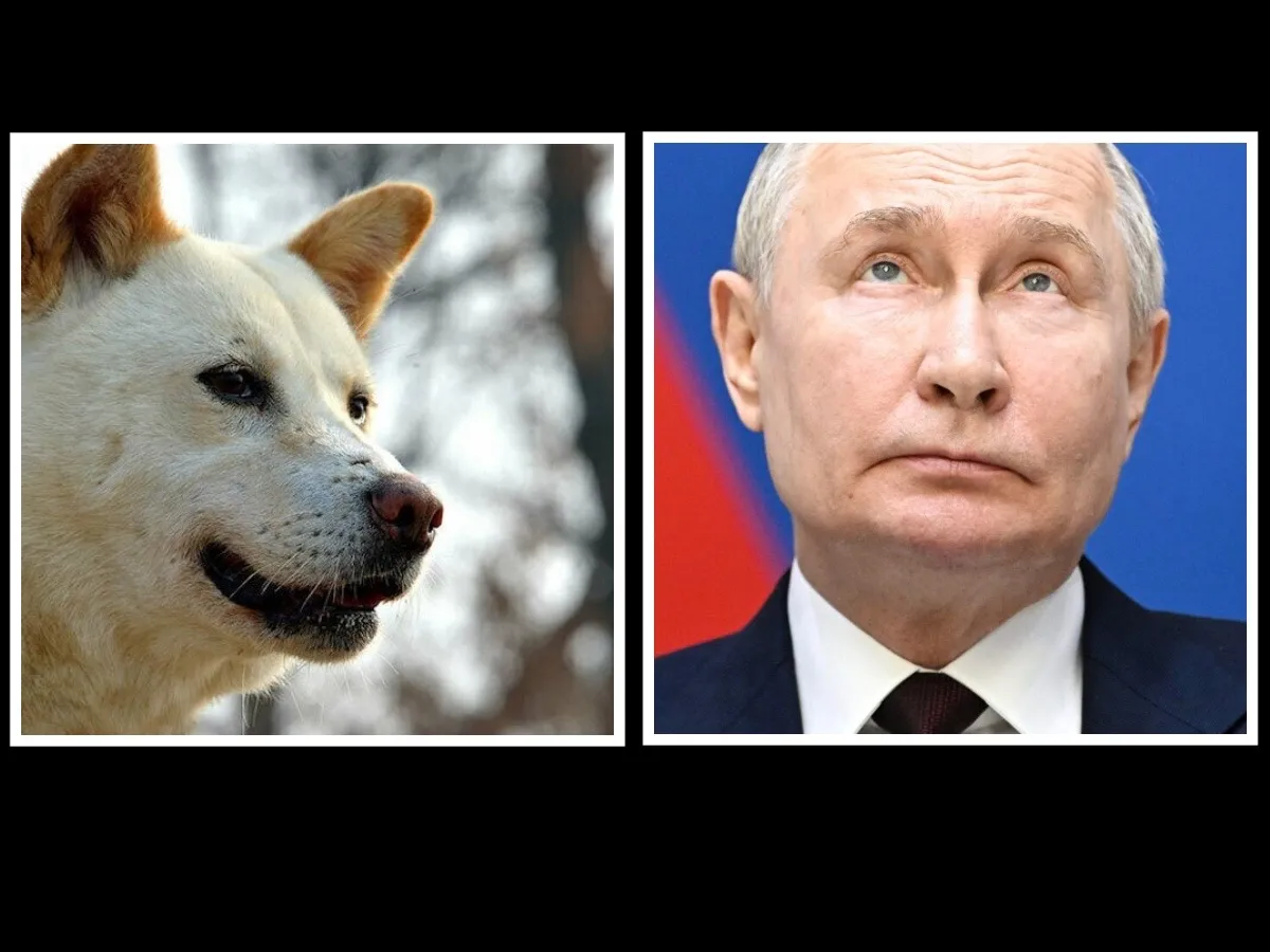 Poetin heeft zeldzame honden cadeau gekregen van Kim