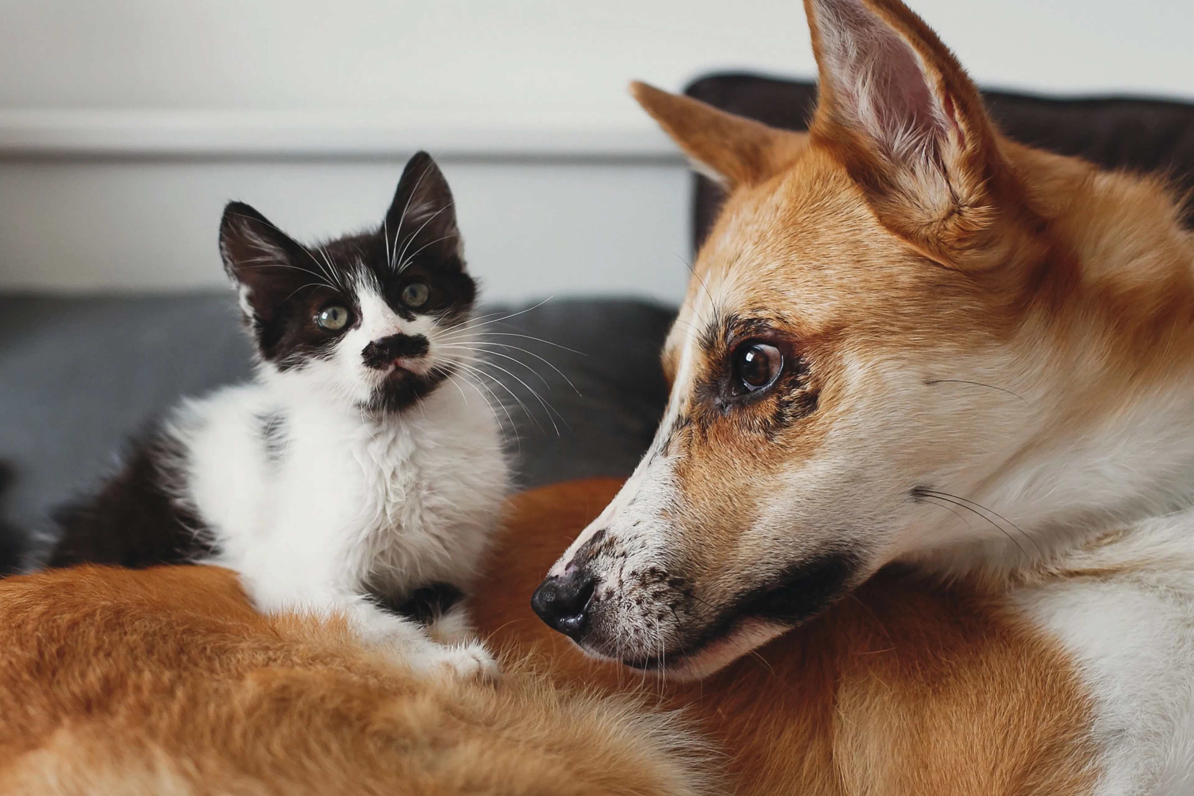 8 dingen die je honden (en katten) niet moet geven