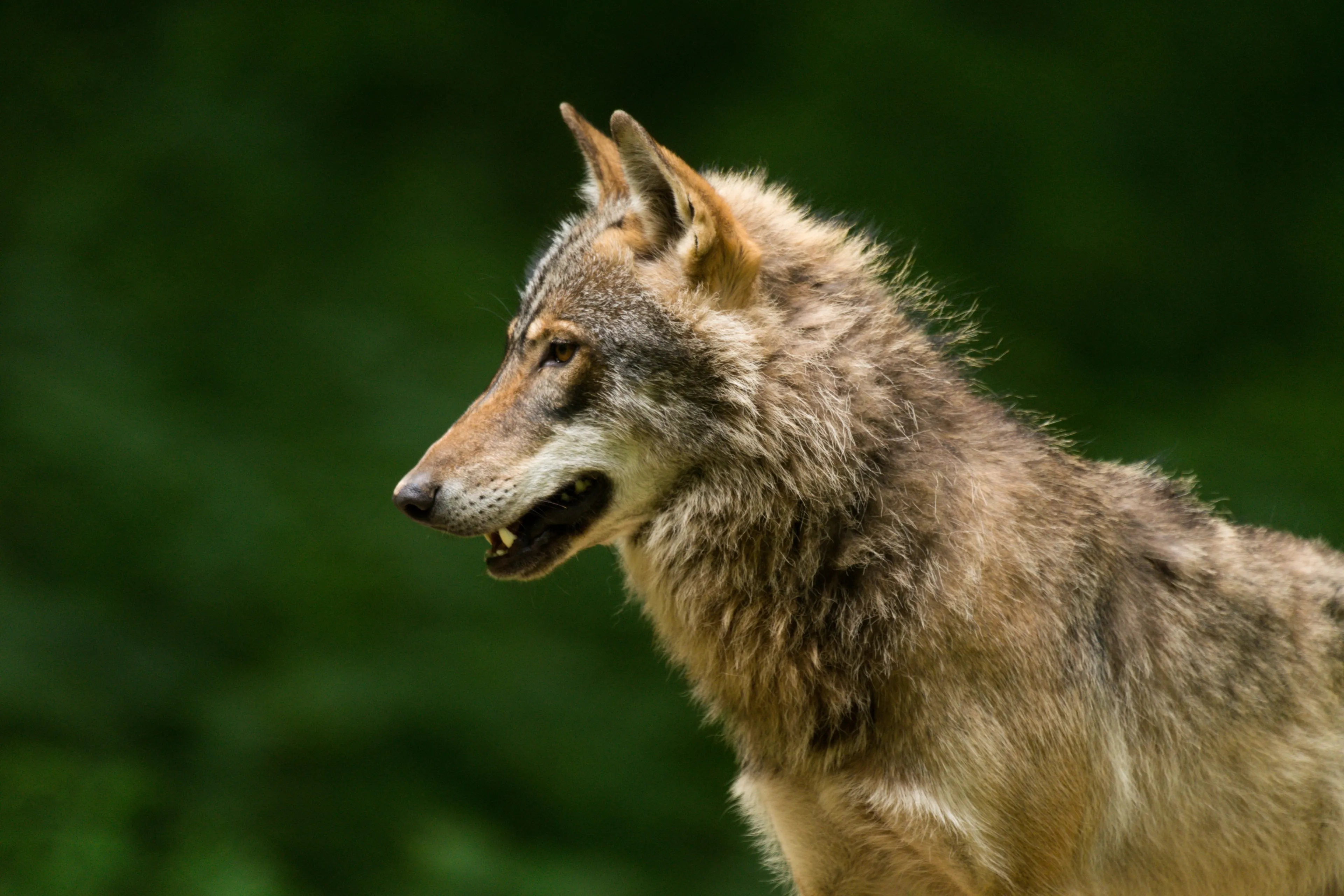 Hond gebeten en meegenomen in Leusden door wolf voor ogen van baasje