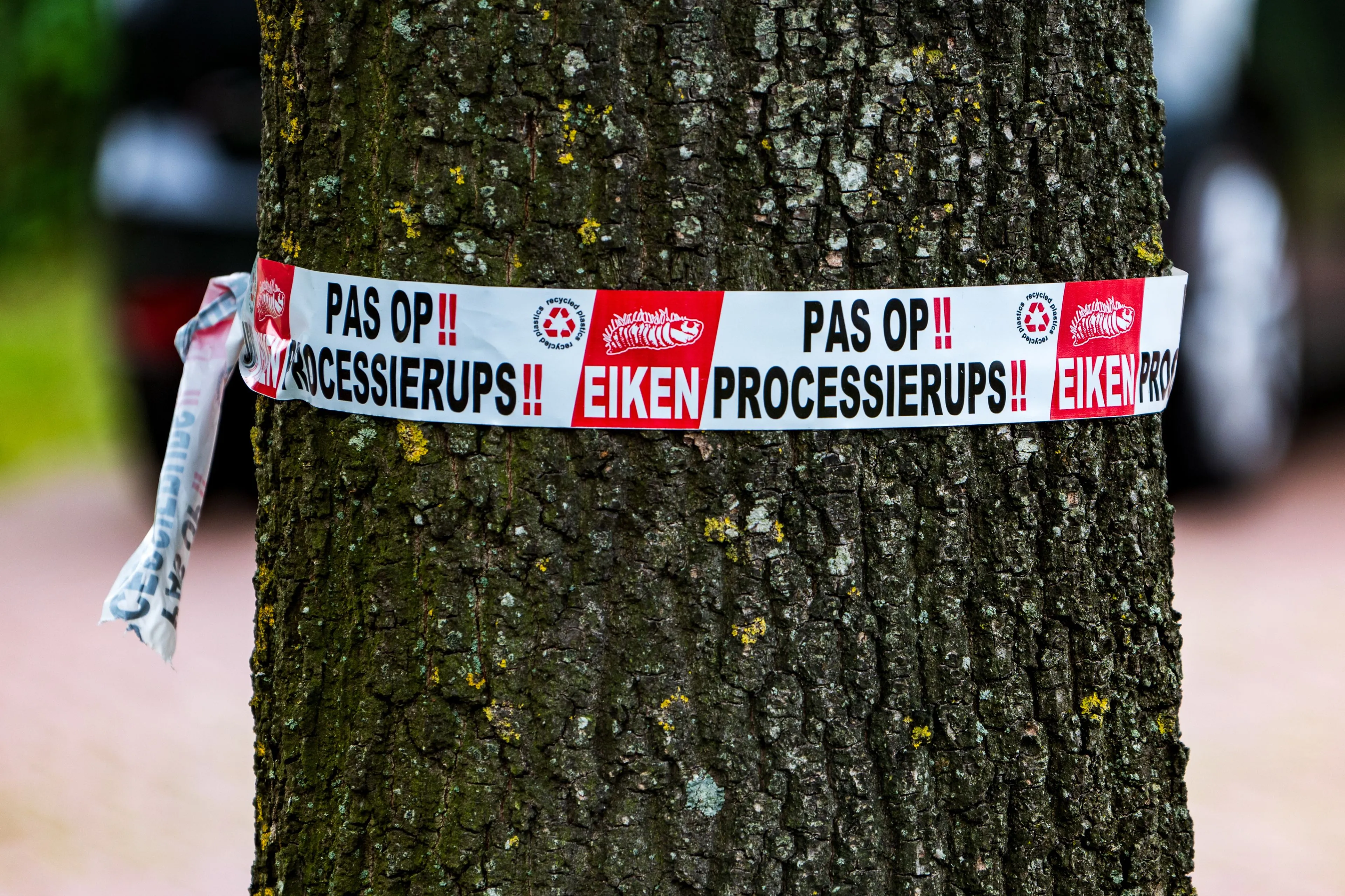 Waar is de eikenprocessierups gebleven?