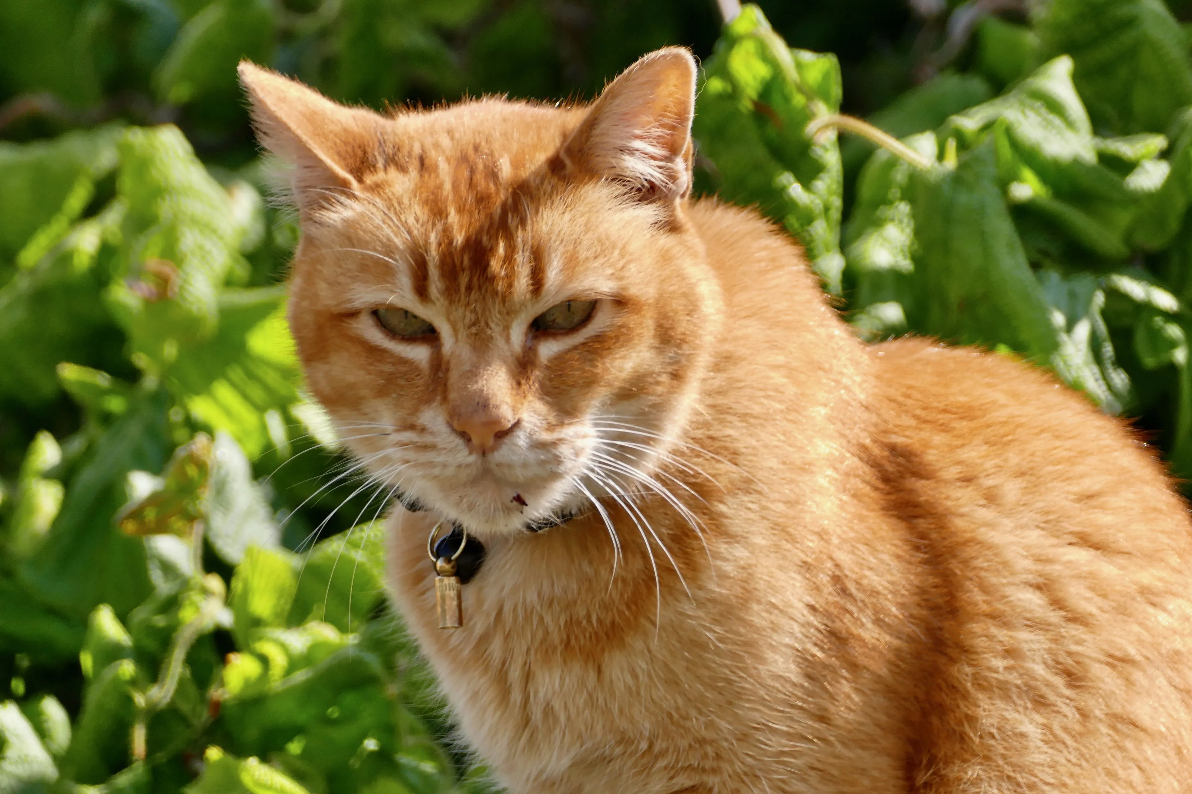 Wat voor effect heeft het eten van kattenkruid (catnip) op een kat?