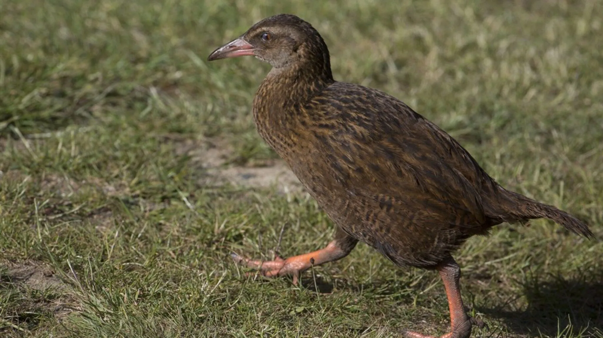 Hongerige reality-tv-deelnemer vangt en verslindt beschermde vogel in Nieuw-Zeeland