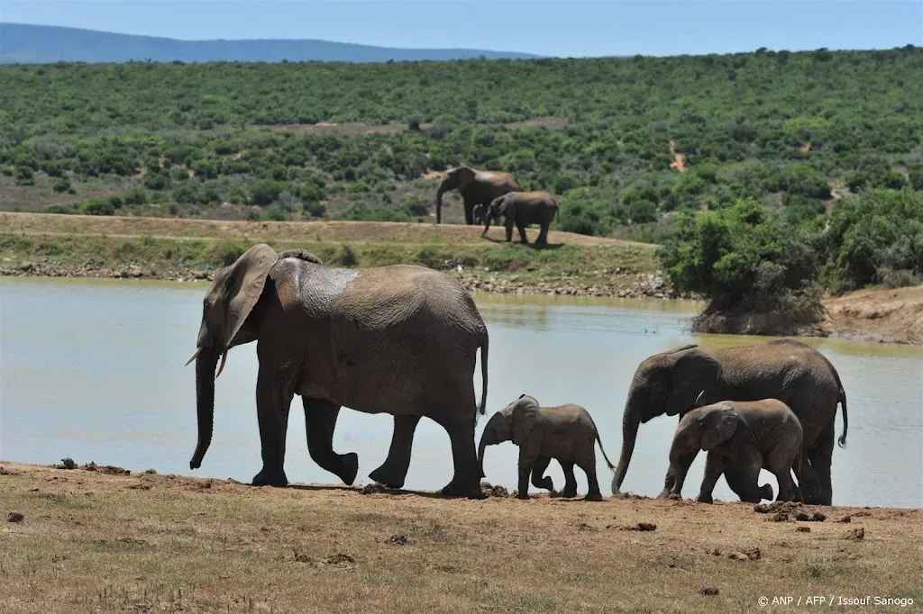Toerist vertrapt door olifant in nationaal park Zuid-Afrika