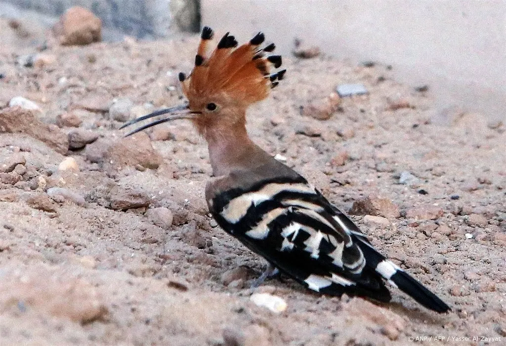 Bedreigde vogelsoort heeft gebroed op de Hoge Veluwe