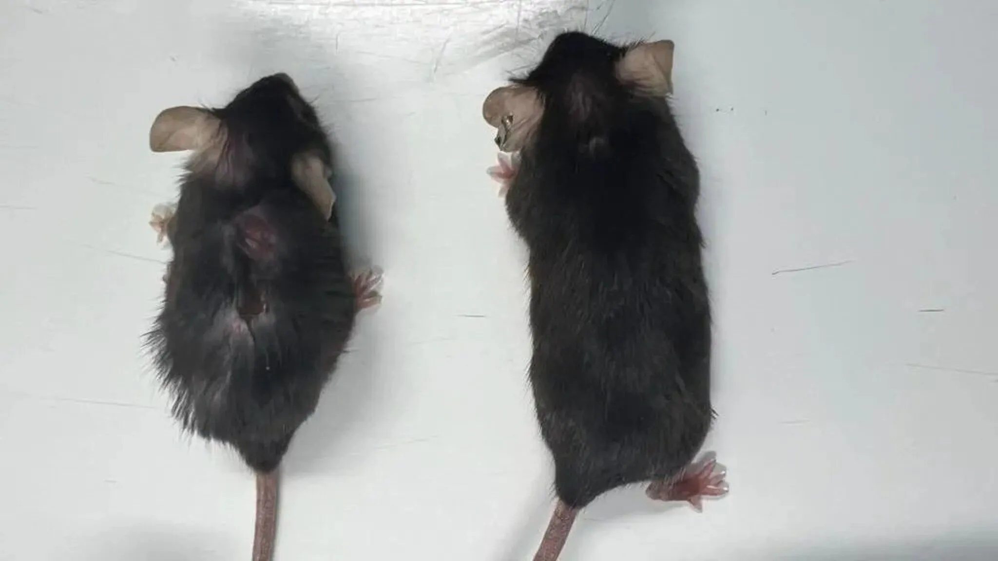 Nieuw medicijn vermindert kankerrisico en laat muizen kwart langer leven: 'Te mooi om waar te zijn?'
