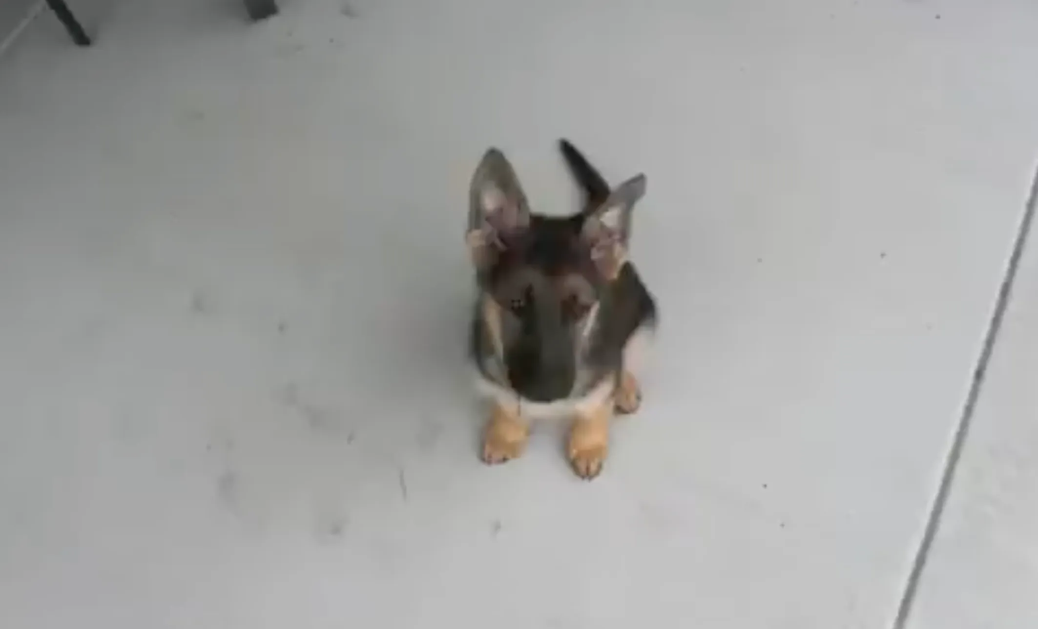 YouTube-hit: Time lapse van puppy tot volwassen hond