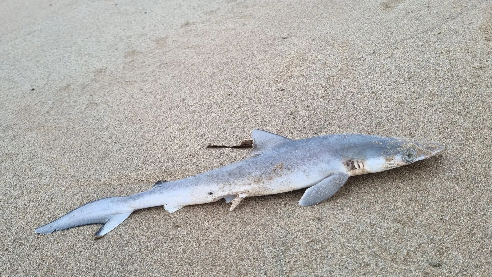 Braziliaanse haaien aan de coke: 'Tot 100 keer hogere concentratie dan andere zeedieren'
