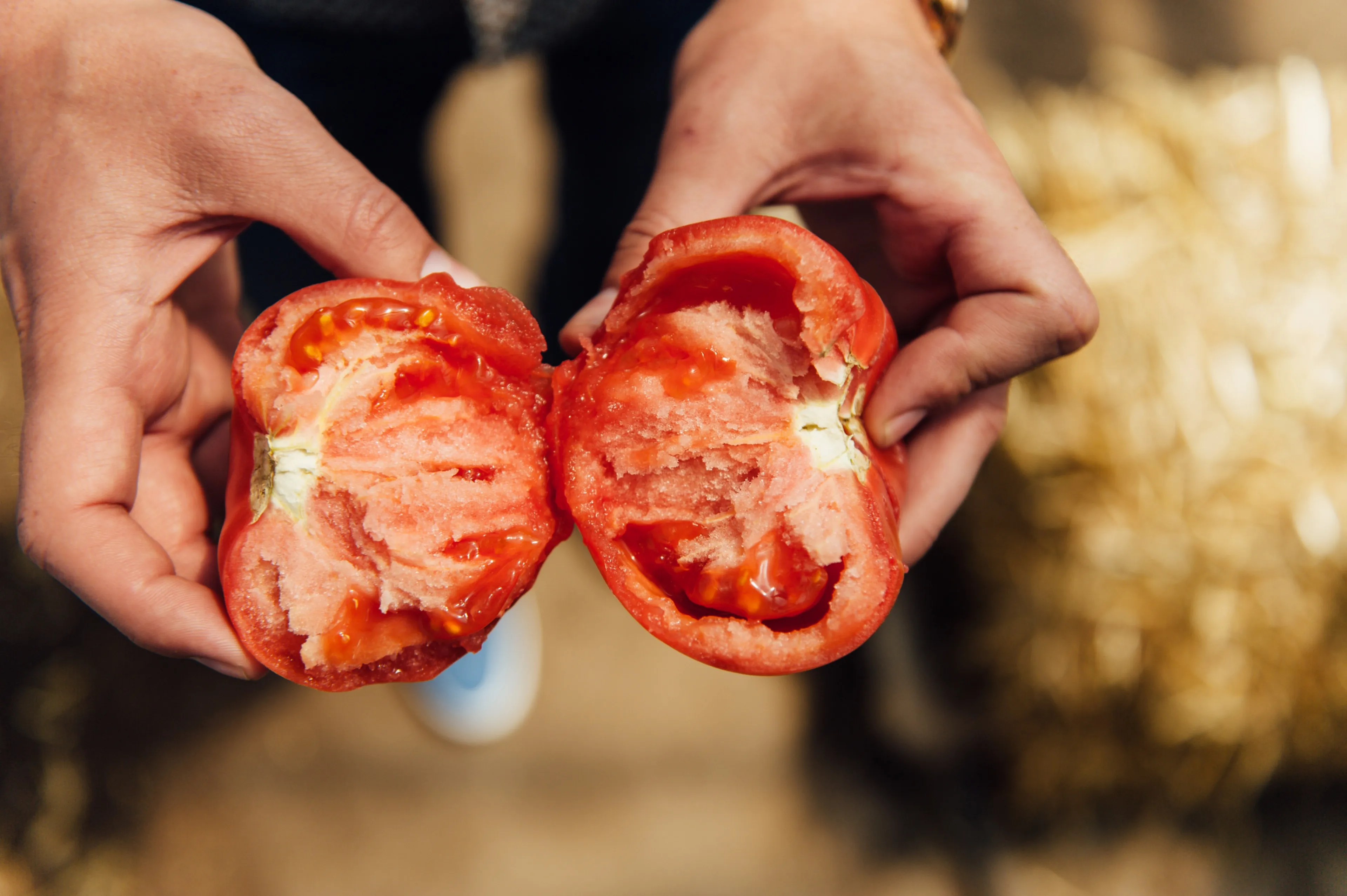 Geen pauze, geen minimumloon en 12 uur werken: de uitbuiting van tomatenplukkers in Italië
