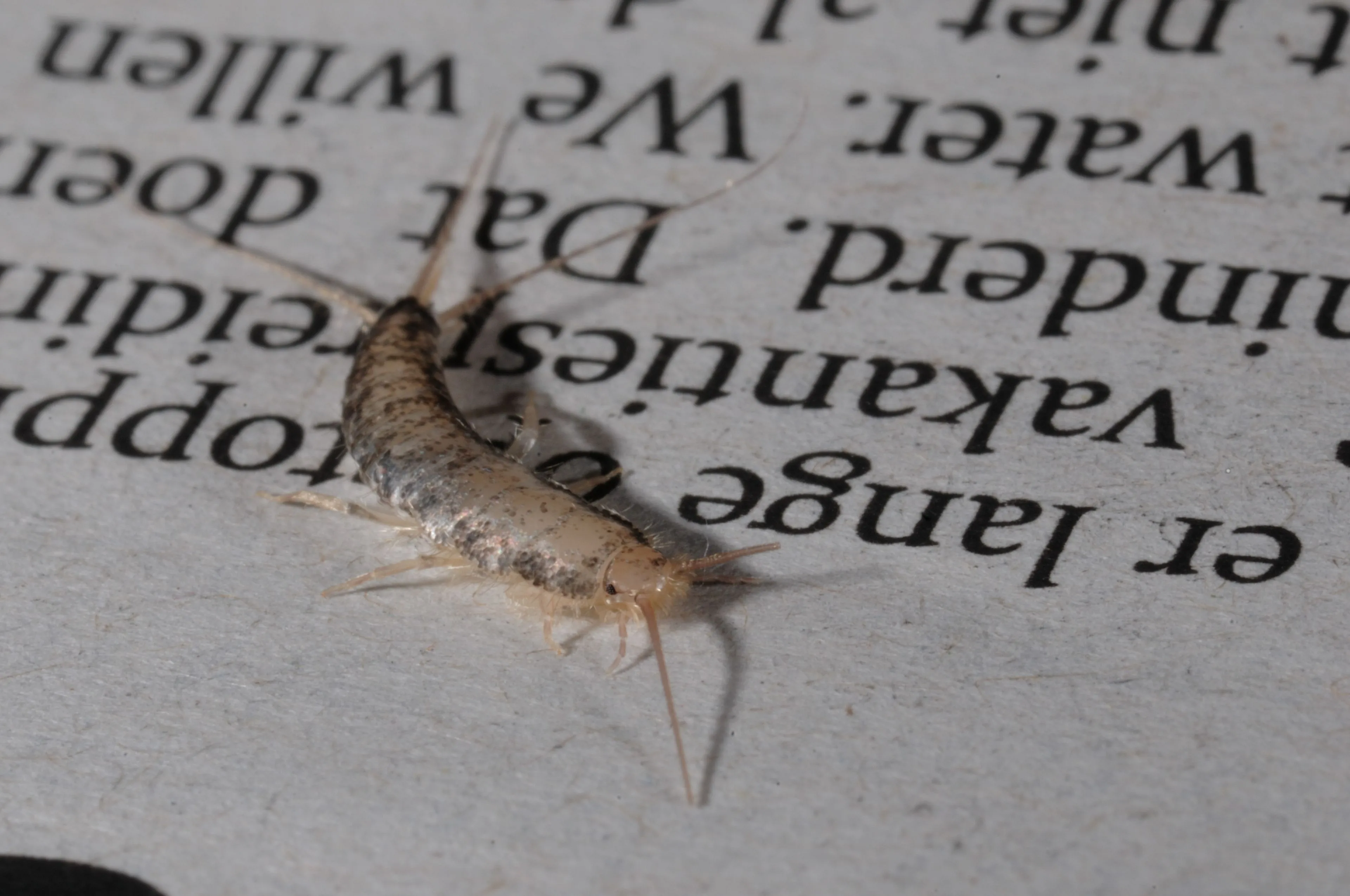 Zilvervisjes verspreiden schimmels en bacteriën, hoe voorkom je een plaag?