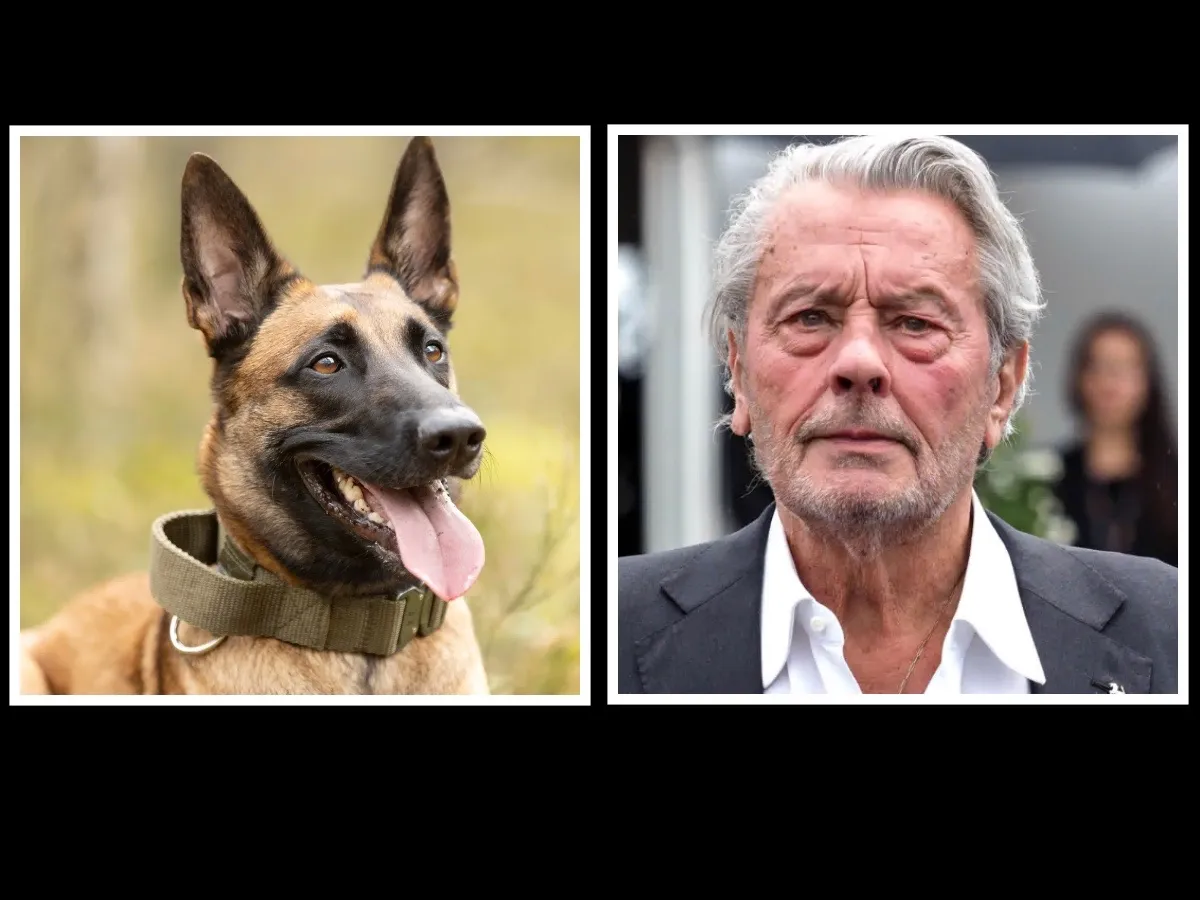 Alain Delon's familie weigert diens hond dood te maken