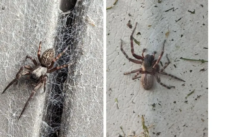 Australische huisspin vestigt zich in Nederland