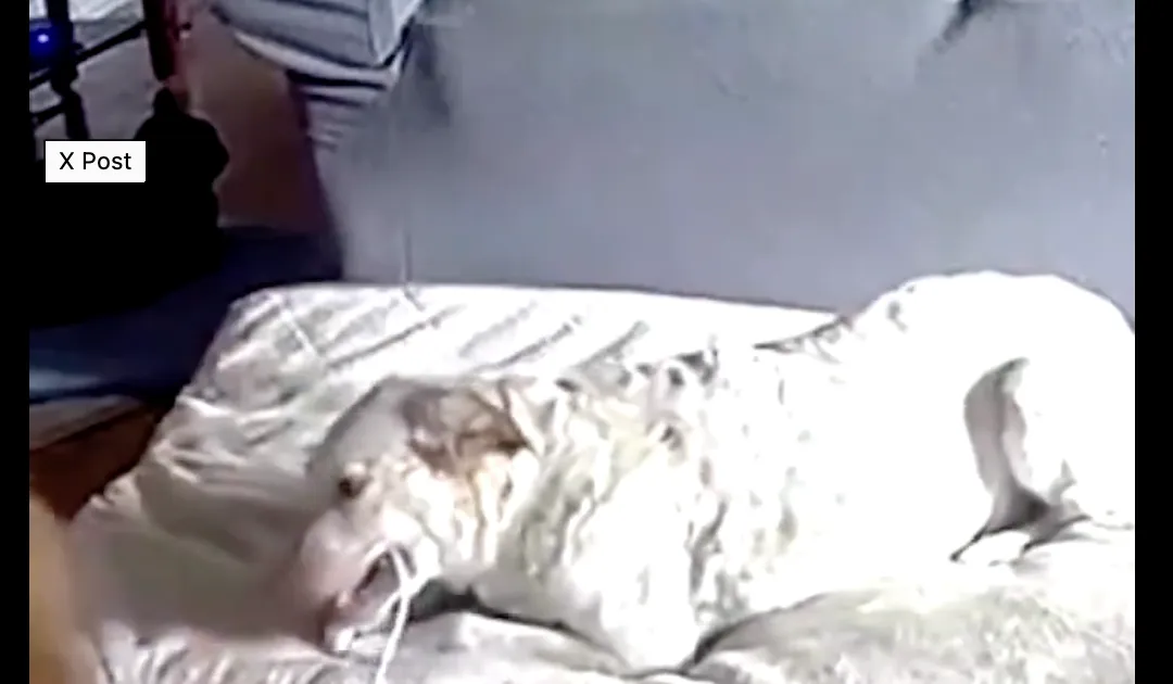 Video: waarom je je powerbank uit de buurt van je hond moet houden