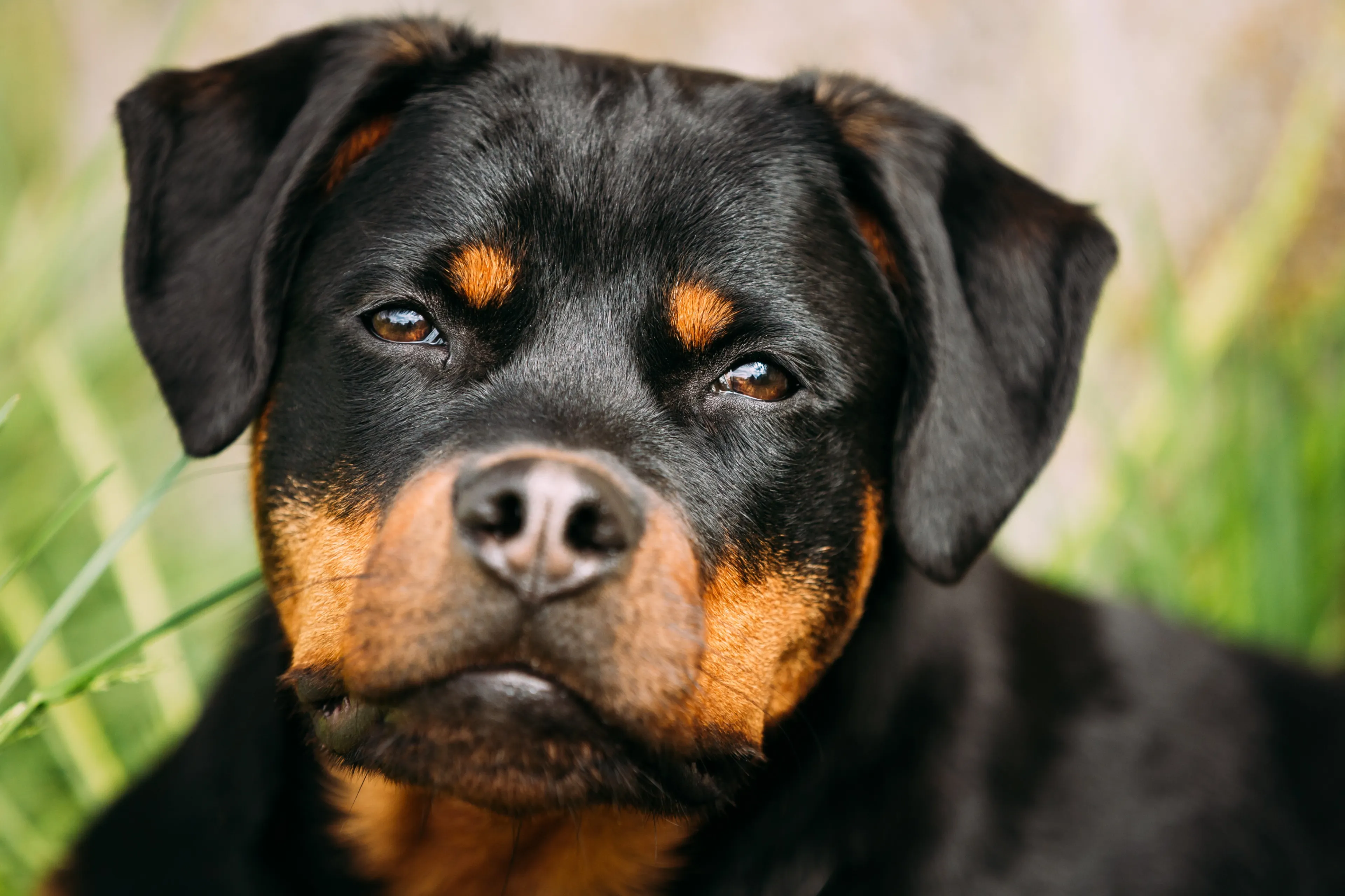 Meisje (14) 'aan flarden gebeten' door rottweiler