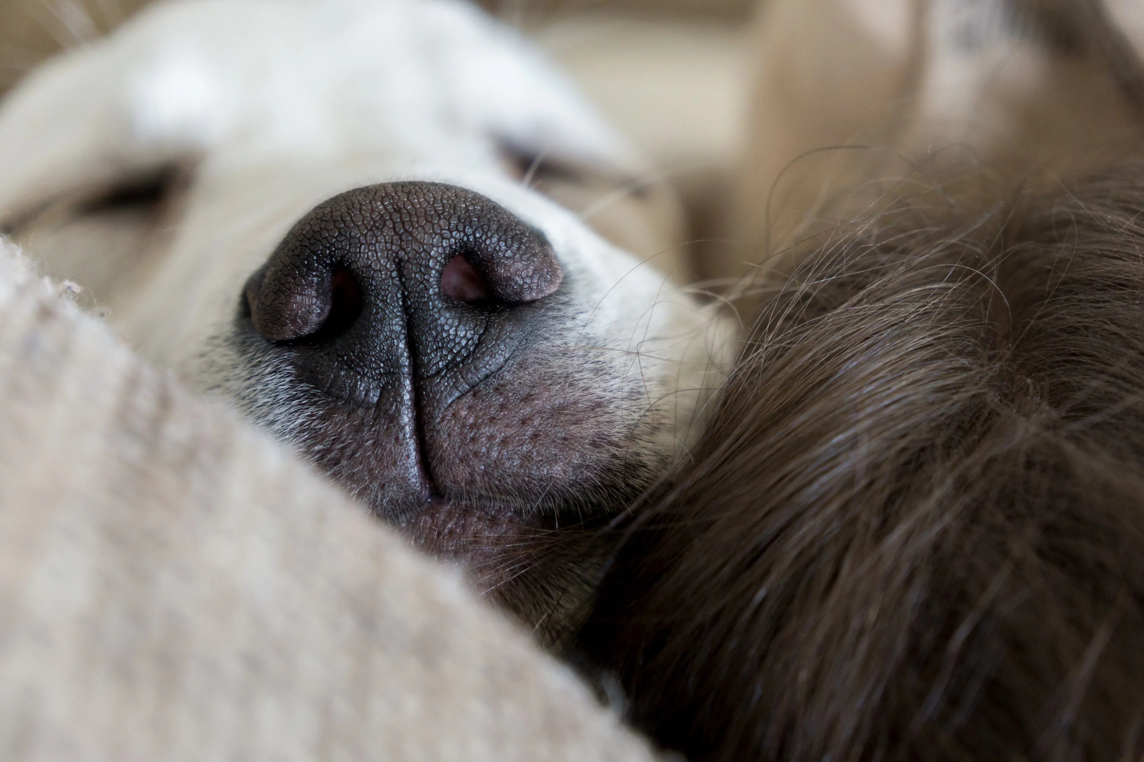 Snel In slaap vallen? Doe je hond na