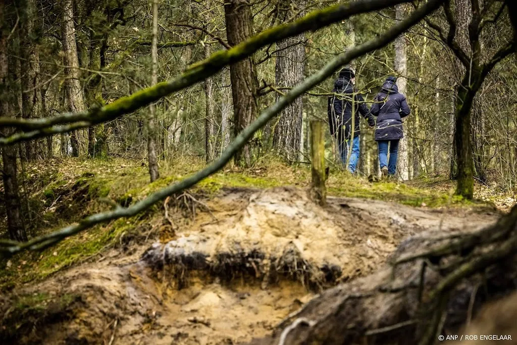 Grote toename stikstof in bodem Nederlandse bossen gemeten