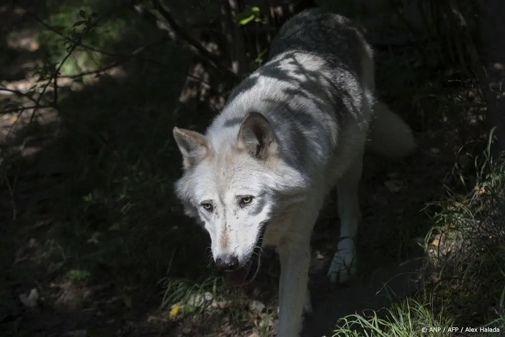 Rechtbank: terecht geen toestemming voor afschieten wolf
