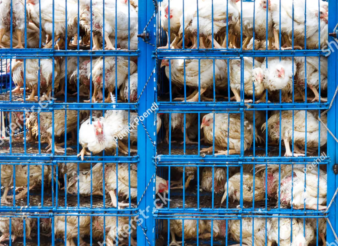 De duistere waarheid achter het Beter Leven keurmerk van kippenvlees