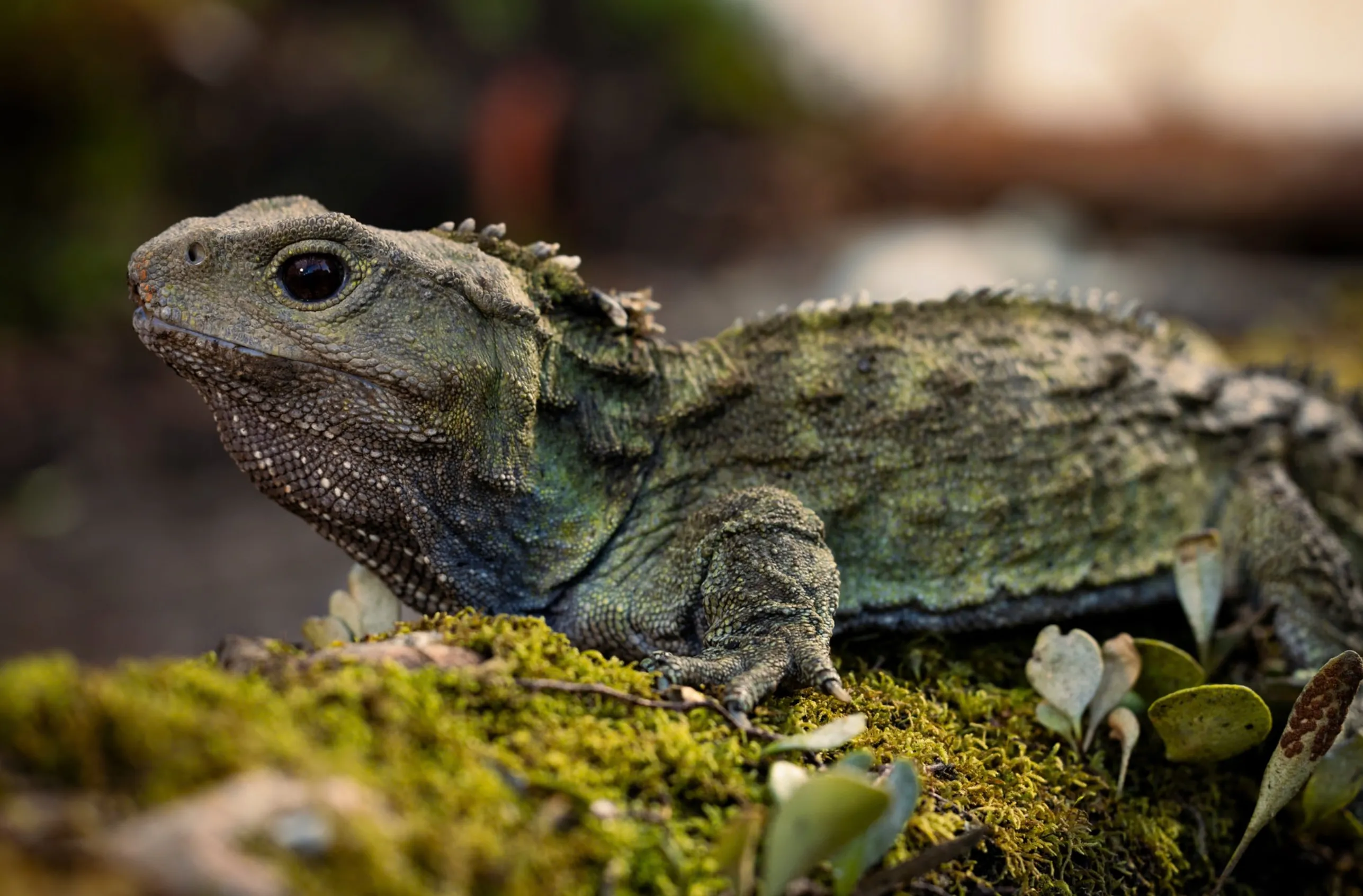 Hij is 130, heeft drie ogen en twee vriendinnen: maak kennis met de geliefde tuatara Henry uit Nieuw-Zeeland.