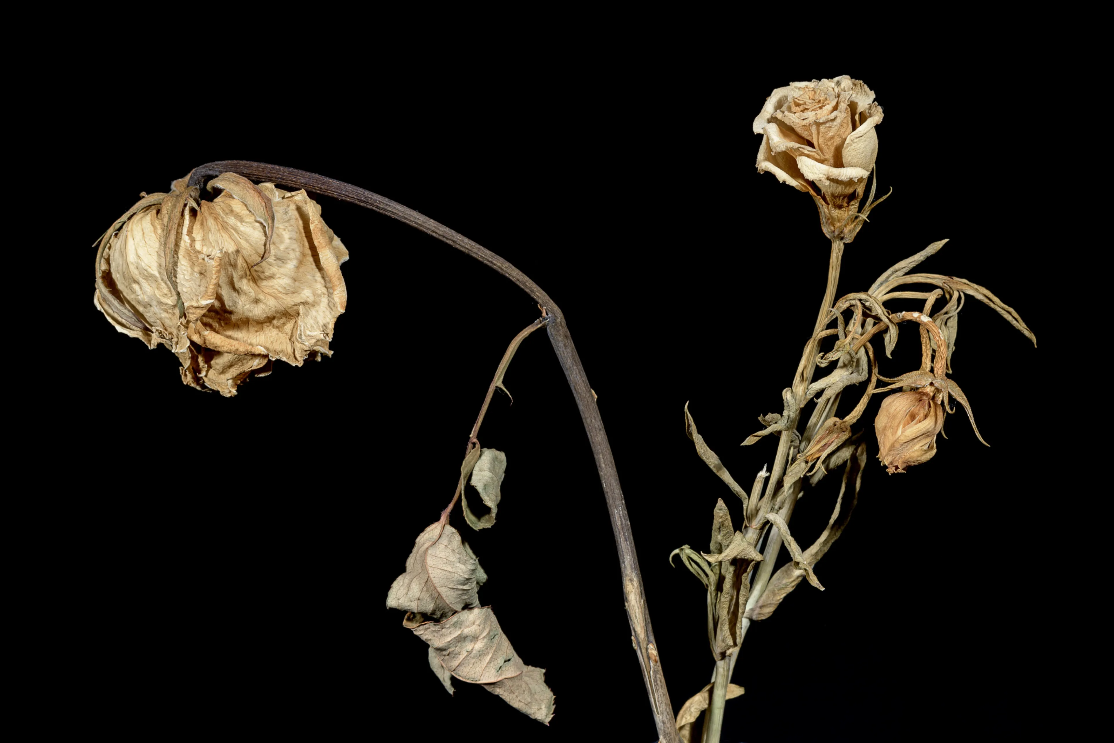 Te giftig: waarom je nooit meer bloemen moet kopen