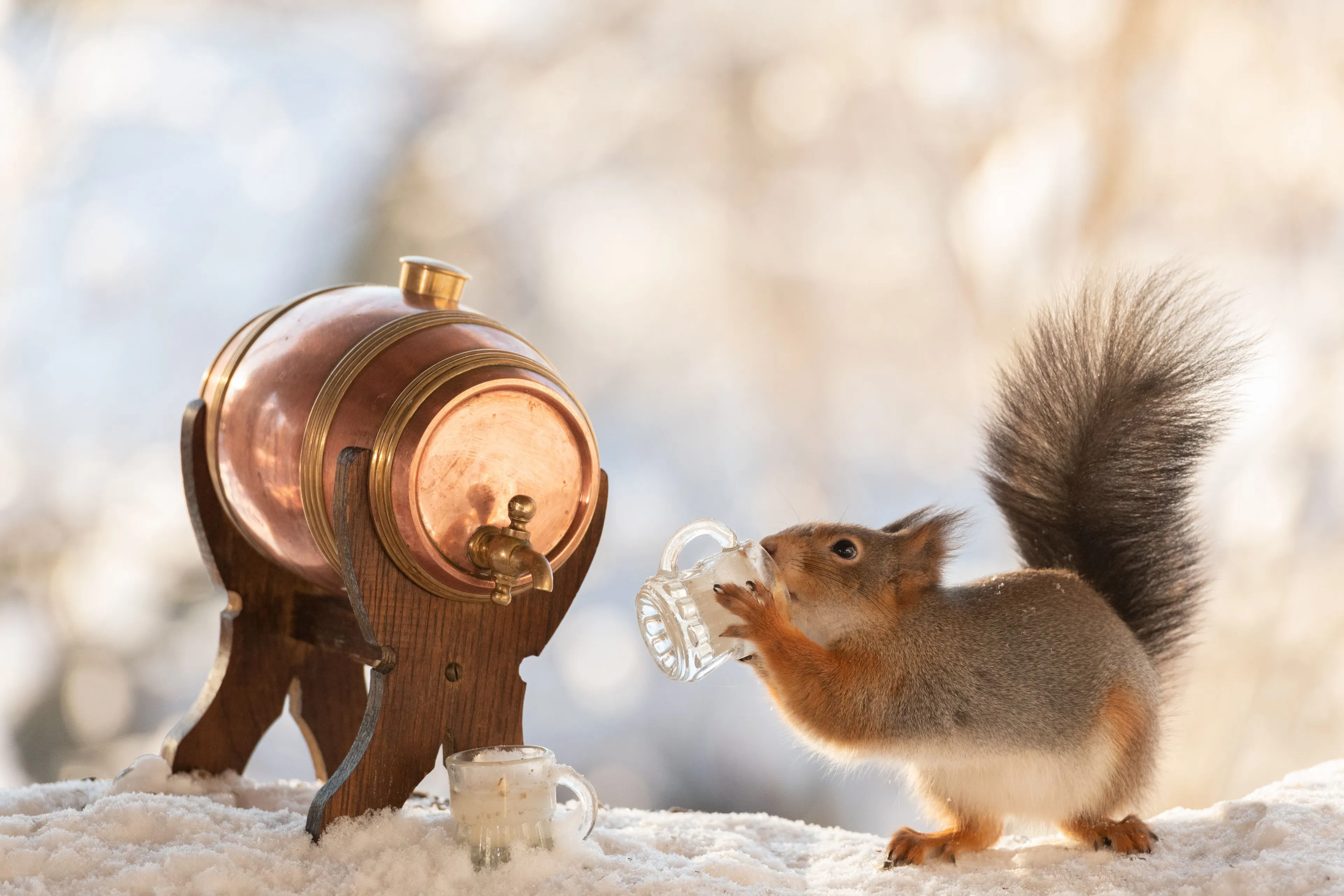 Ook dieren zijn dol op alcohol: studie ontdekt dat ze veel vaker drinken dan gedacht