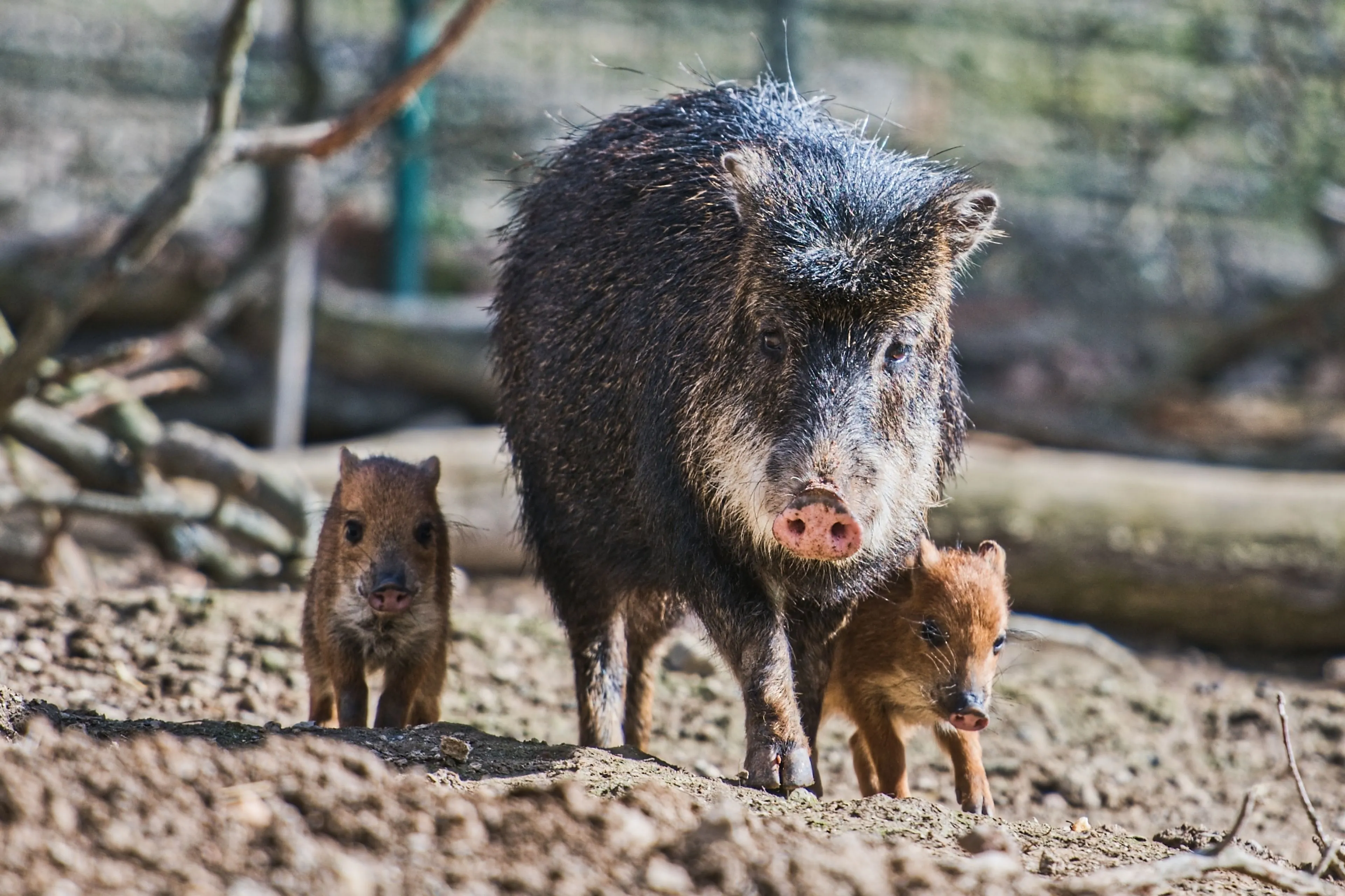 Prachtige beelden: groep wilde zwijnen steekt Limburgs kanaal over en sprint ervandoor