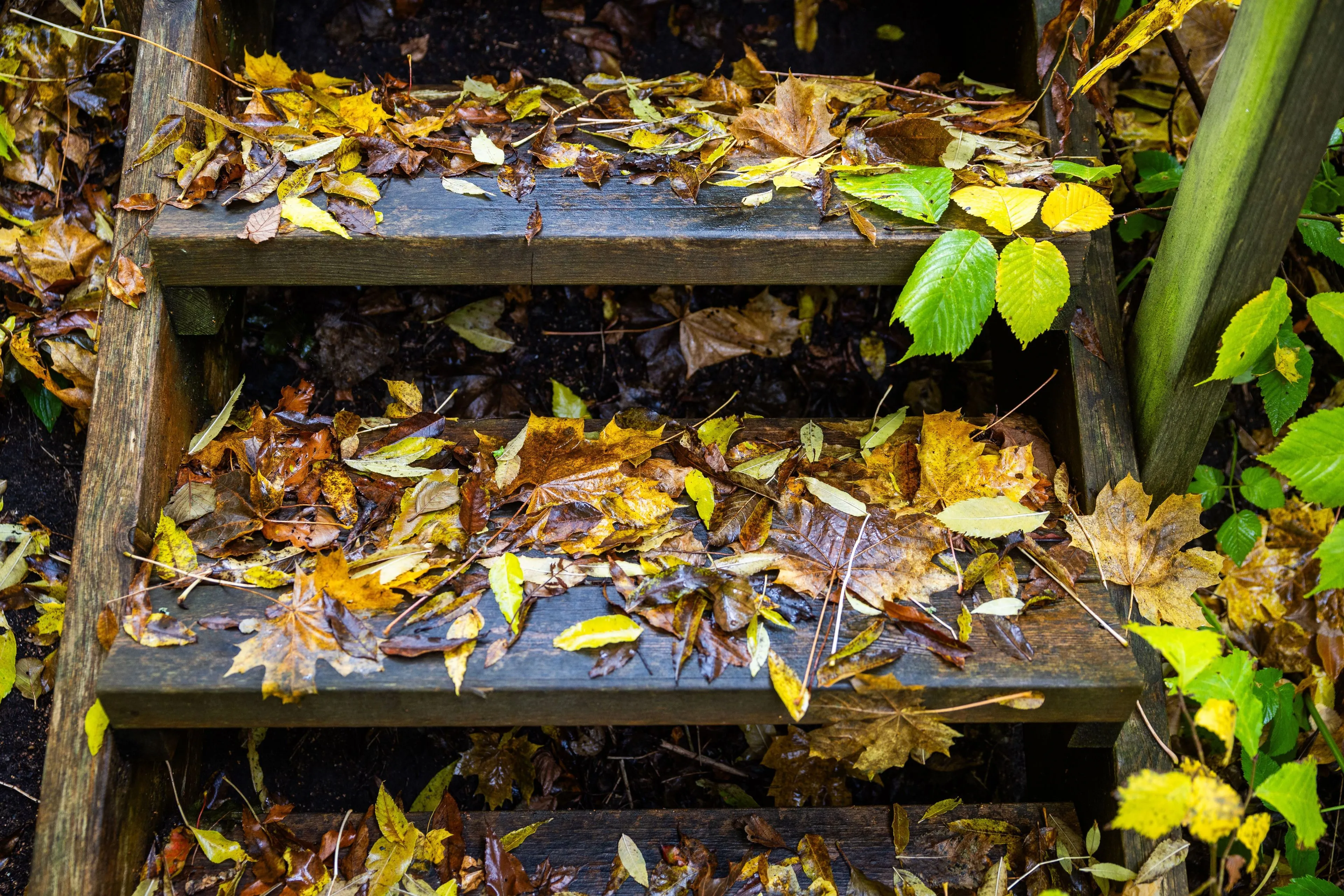 Doe lekker niks in je tuin: Vijf redenen om bladeren te laten liggen