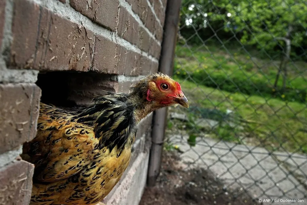 Eieren van hobbykippen via regenwormen vervuild met PFAS