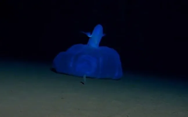 Spectaculaire beelden: kijk hoe deze spookachtige octopus over de zeebodem rondwaart