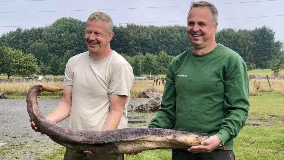 Deen denkt gigantische zeeslang te vinden, maar stuit op 1,60 meter lange walvispenis: ‘Krankzinnig!’